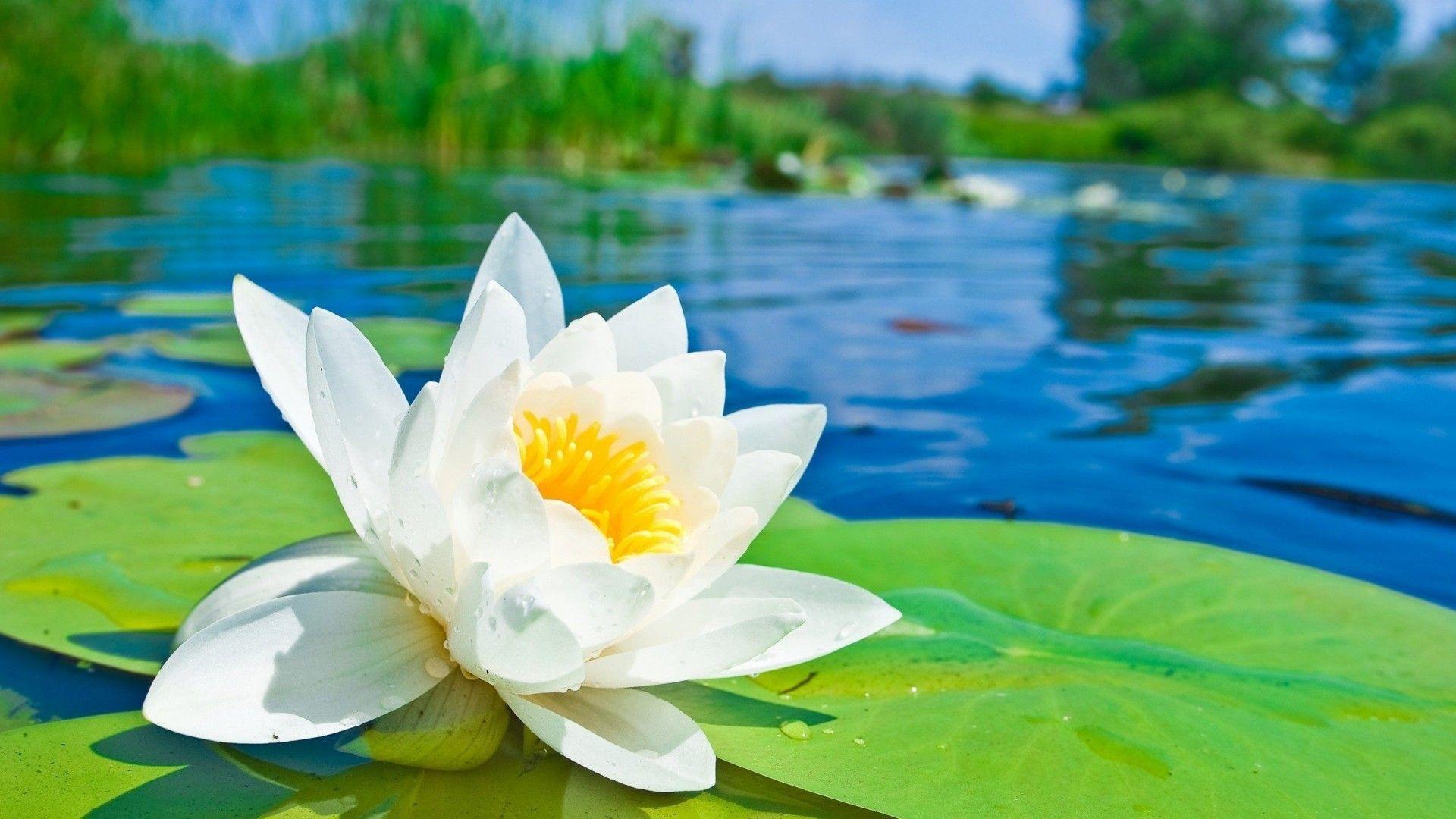 Zen Lotus HD Wallpapers - Top Free Zen Lotus HD Backgrounds ...