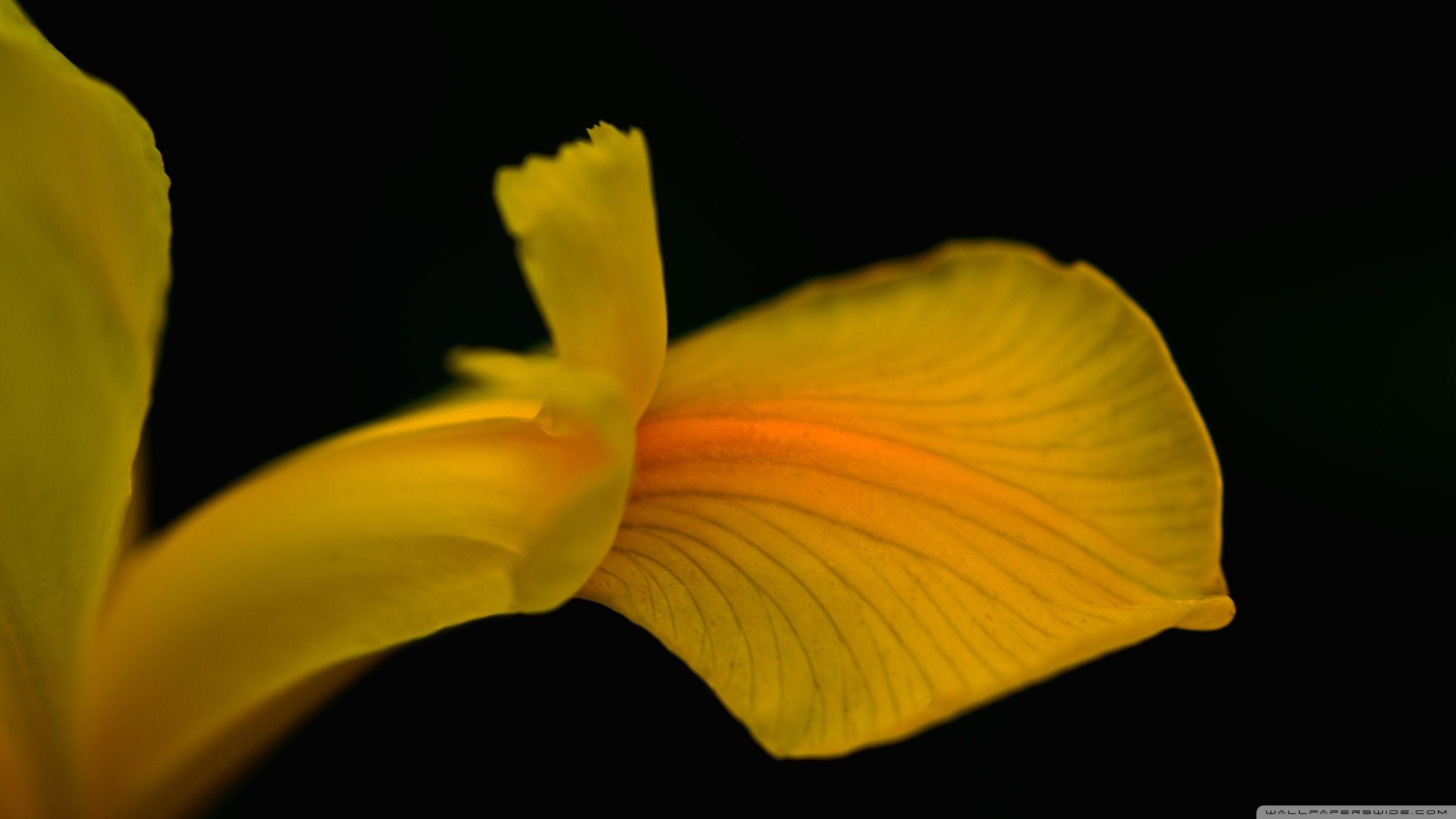 2880x1620 Yellow Iris Flower ❤ 4K HD Desktop Wallpaper for 4K Ultra