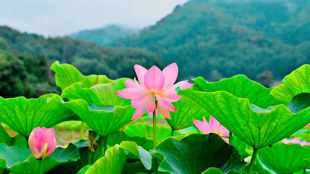 1280x720 ★❤★ BEAUTIFUL LOTUS FLOWERS・PLANET EARTH AMAZING NATURE SCENERY・BEST RELAX MUSIC・1080p HD ★❤★