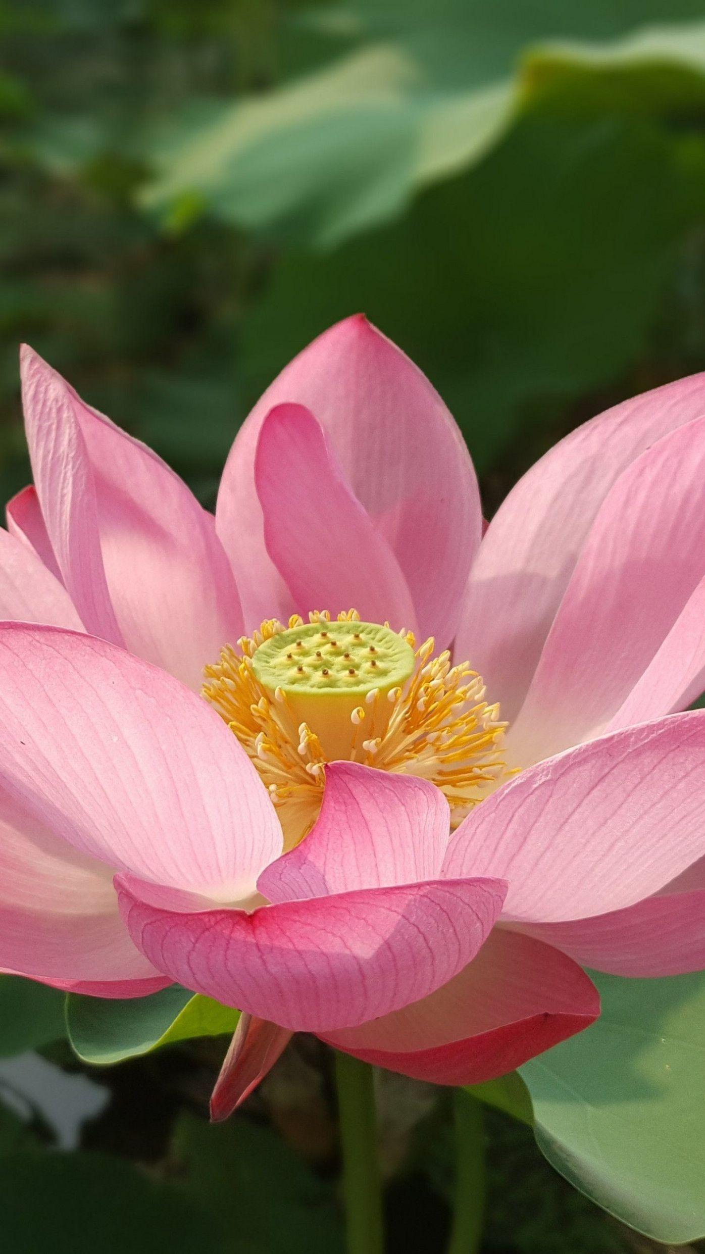 1396x2483 Zen Lotus Wallpaper