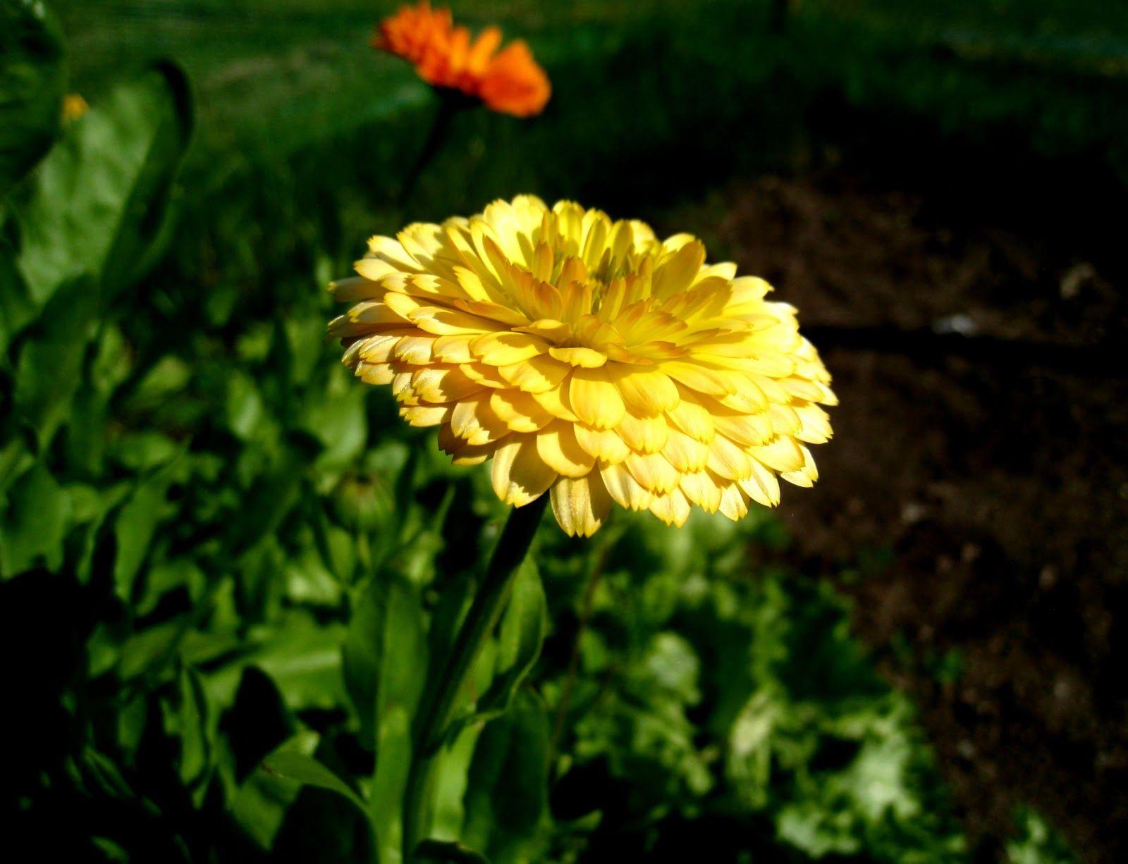 1600x1226 Marigold Flower Garden Wallpaper HD