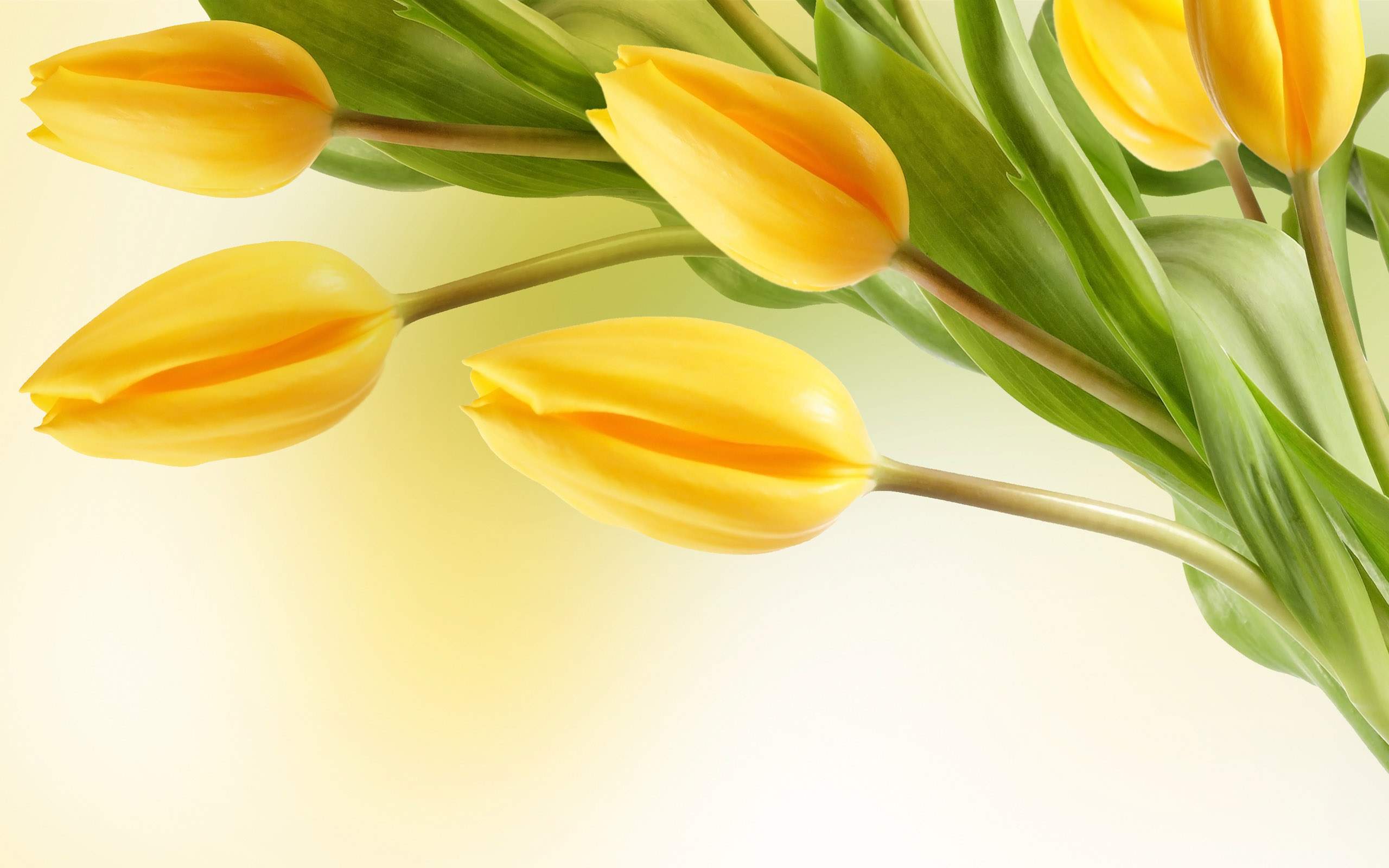 2560x1600 Yellow Wallpaper for Desktop