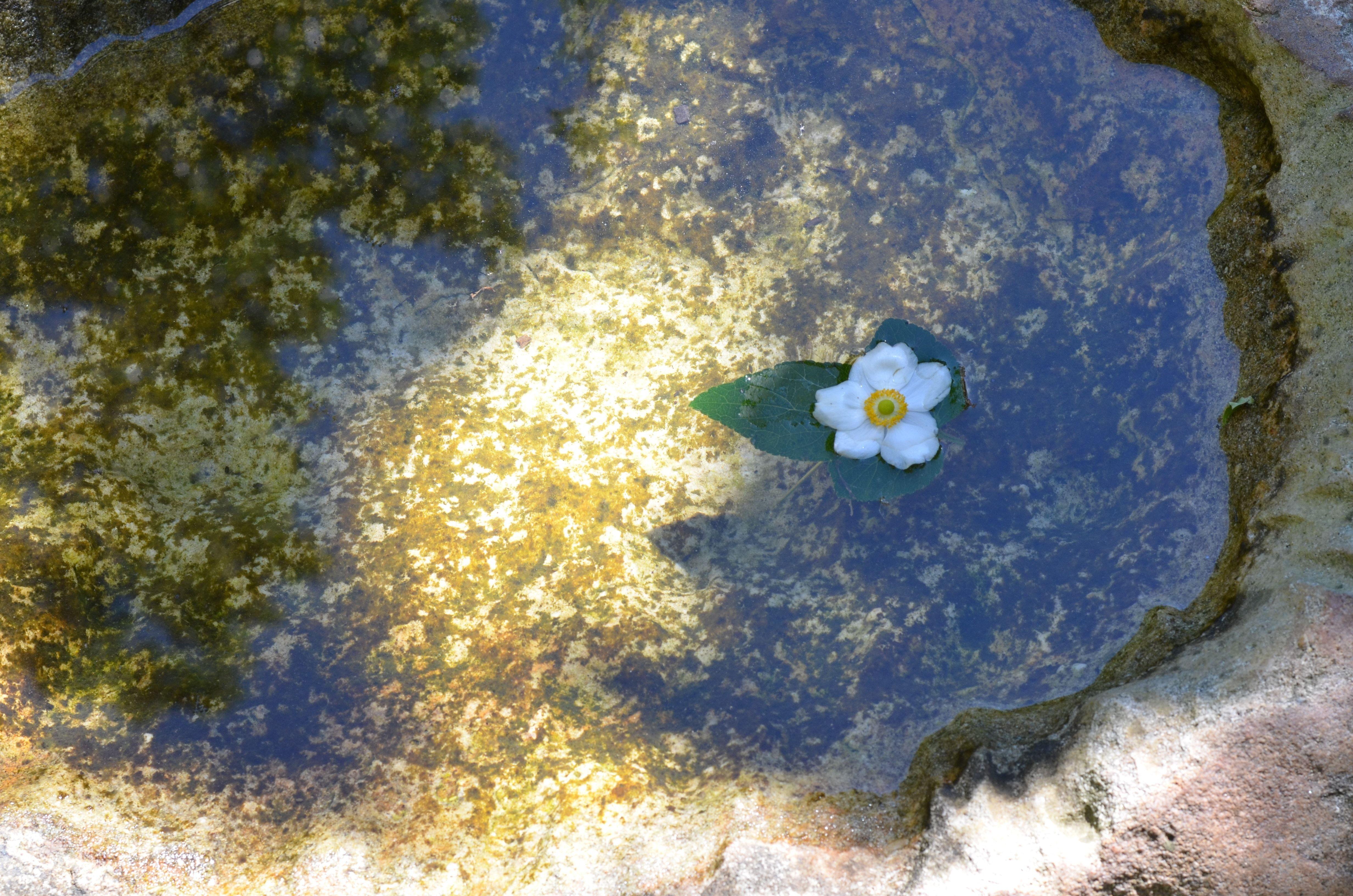 4928x3264 white five petaled flower floating in body of water free