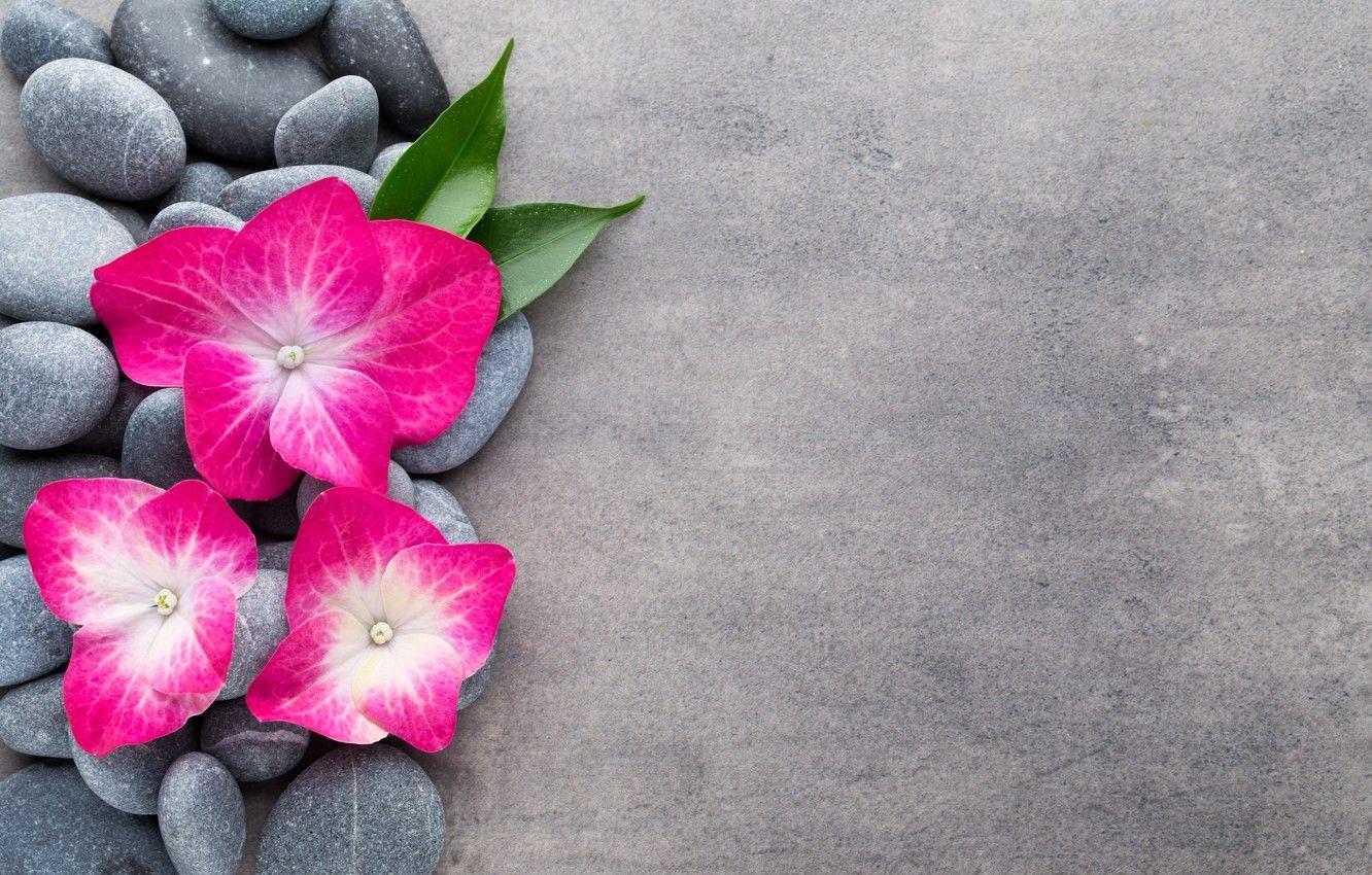 1332x850 Photo Wallpaper Flowers, Stones, Flower, Orchid, Stones