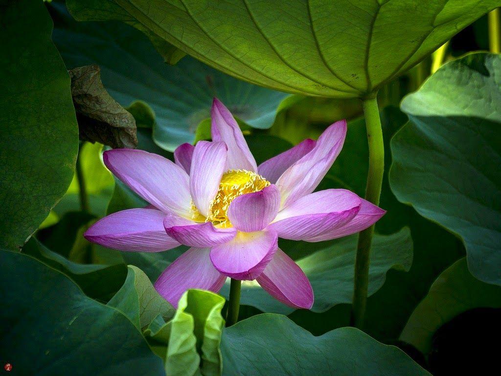 Zen Lotus Flower Pink Wallpapers - Top Free Zen Lotus Flower Pink ...