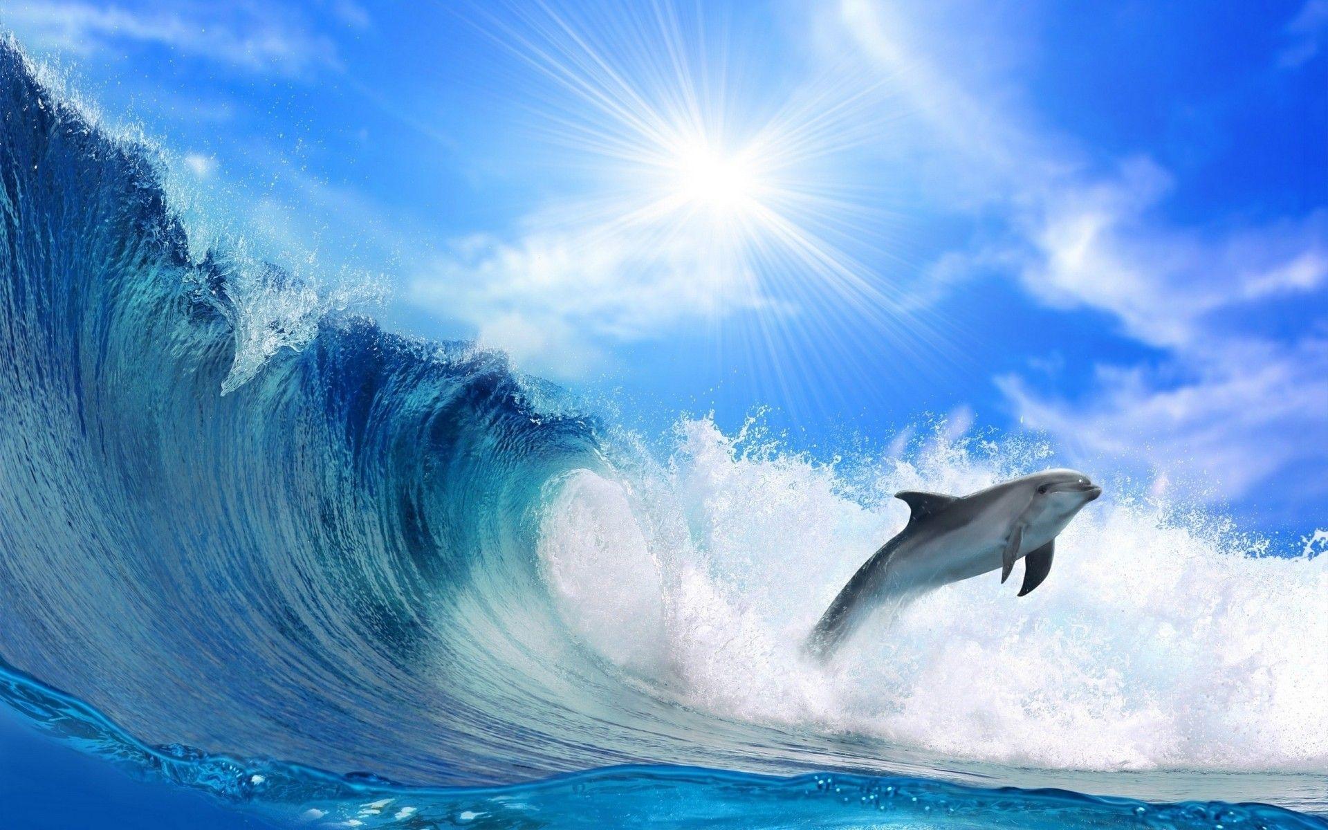 1920x1200 Dolphin Wallpaper