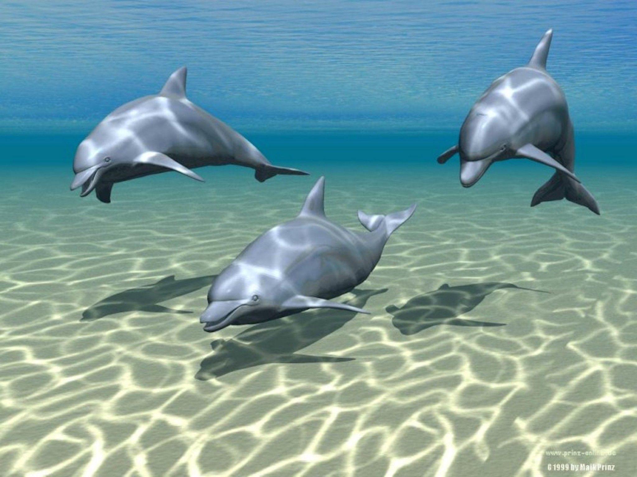 3D Dolphin Wallpapers - Top Free 3D Dolphin Backgrounds - WallpaperAccess
