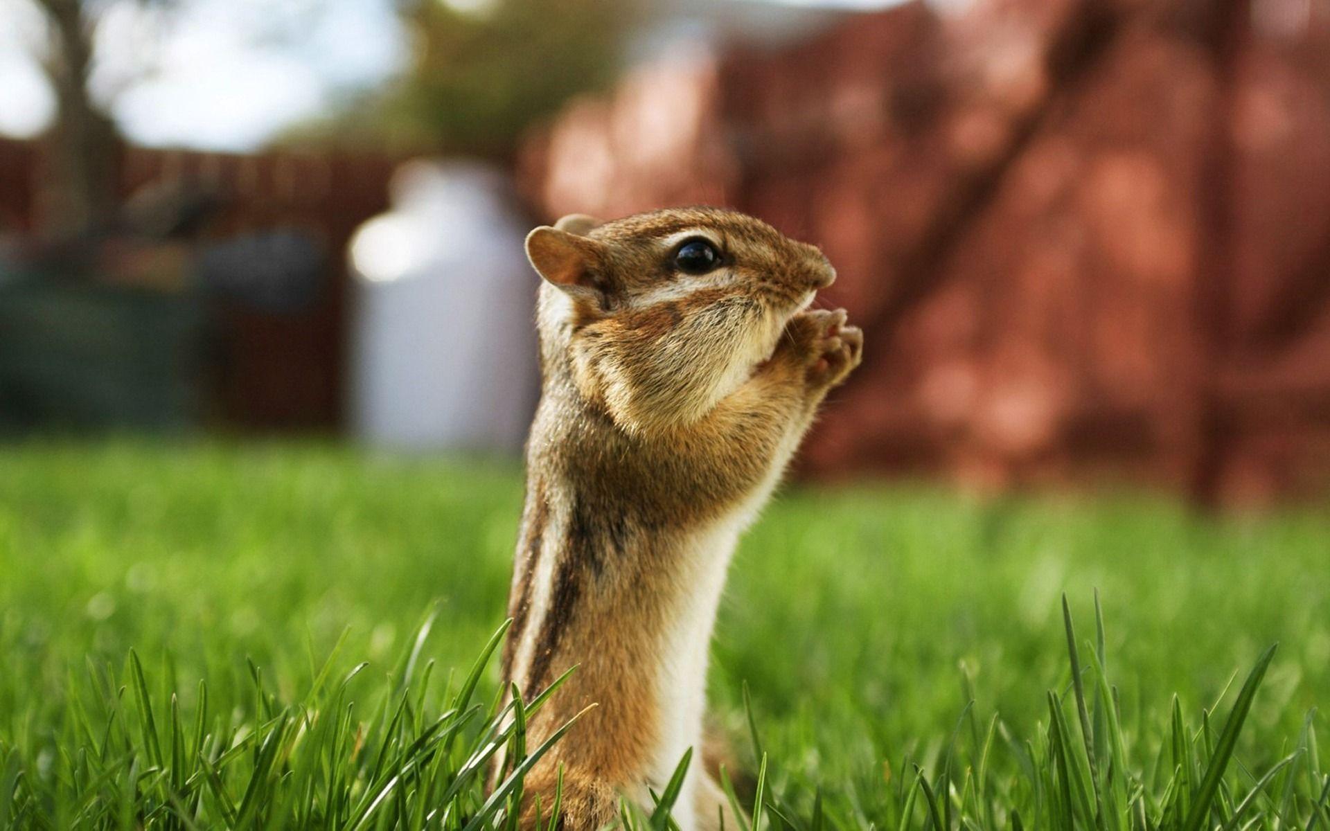 1920x1200 Squirrel Wallpaper HD Picture. One HD Wallpaper Picture