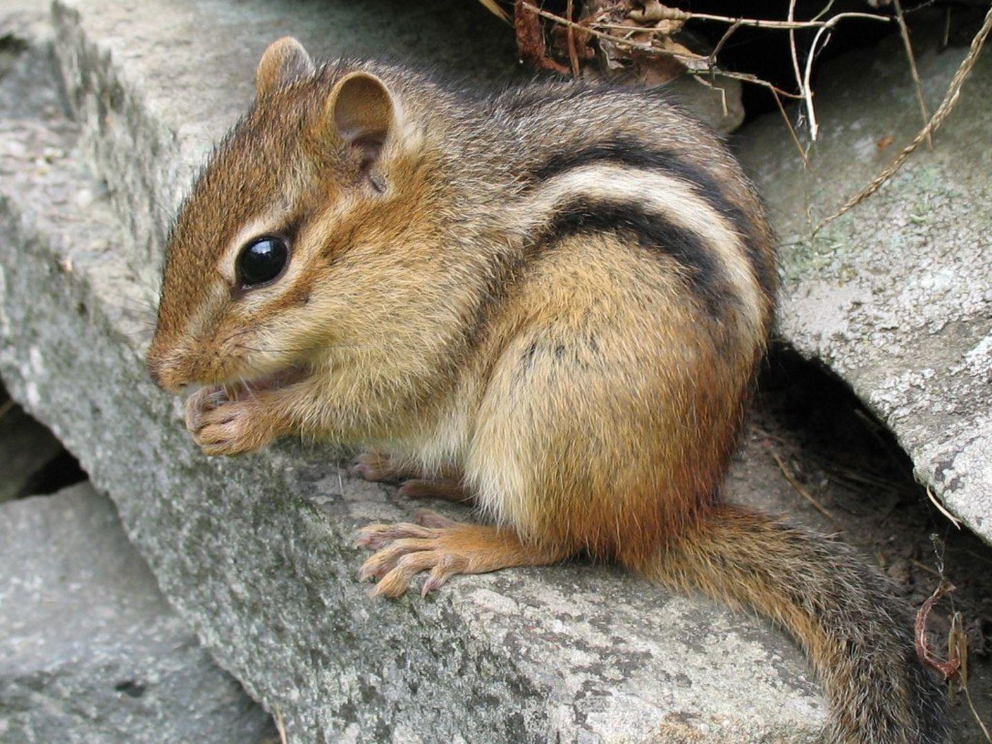 1440x1080 things you don't know about chipmunks. MNN