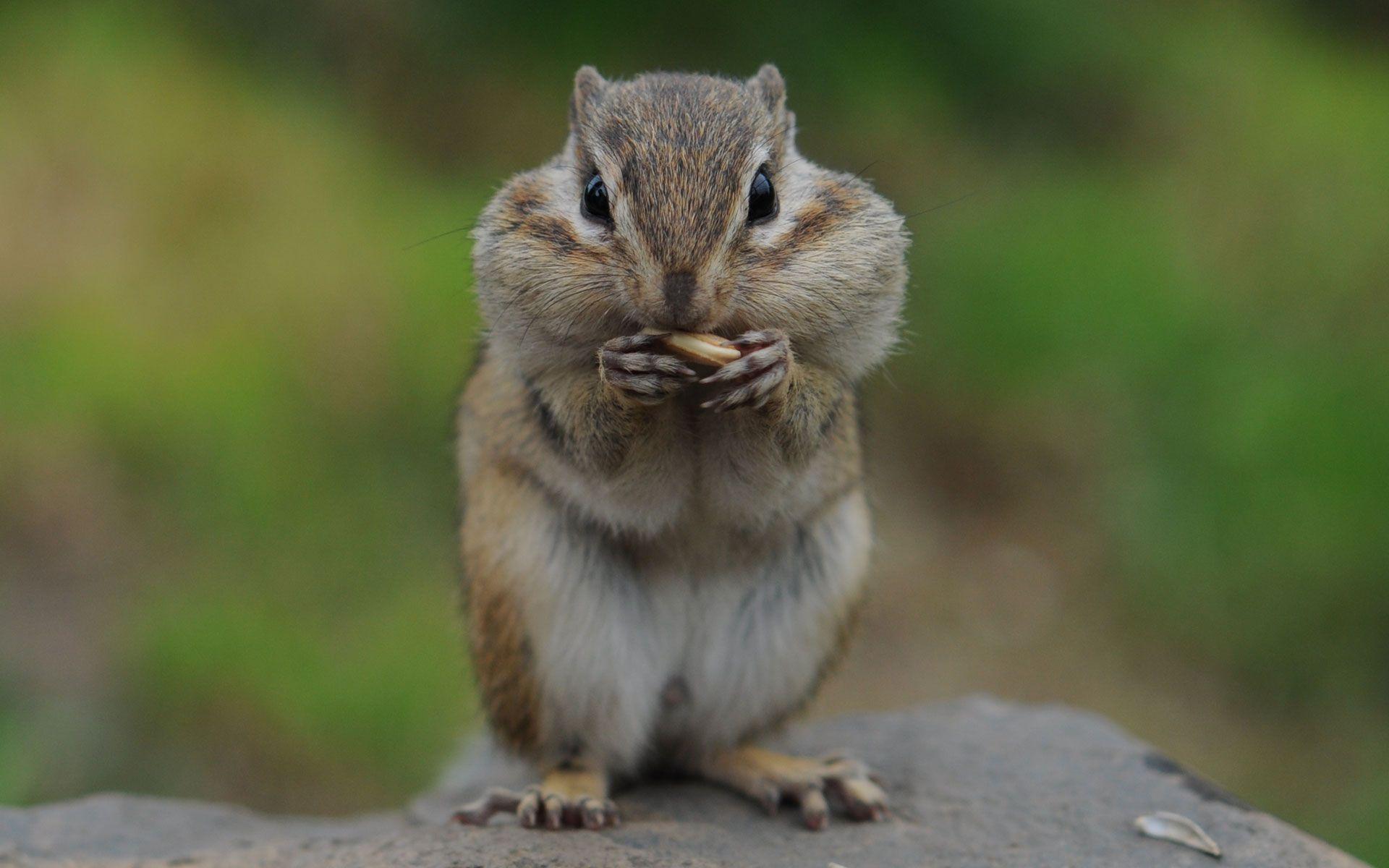 1920x1200 Eating Chipmunk Picture, Photo, and Image for Facebook