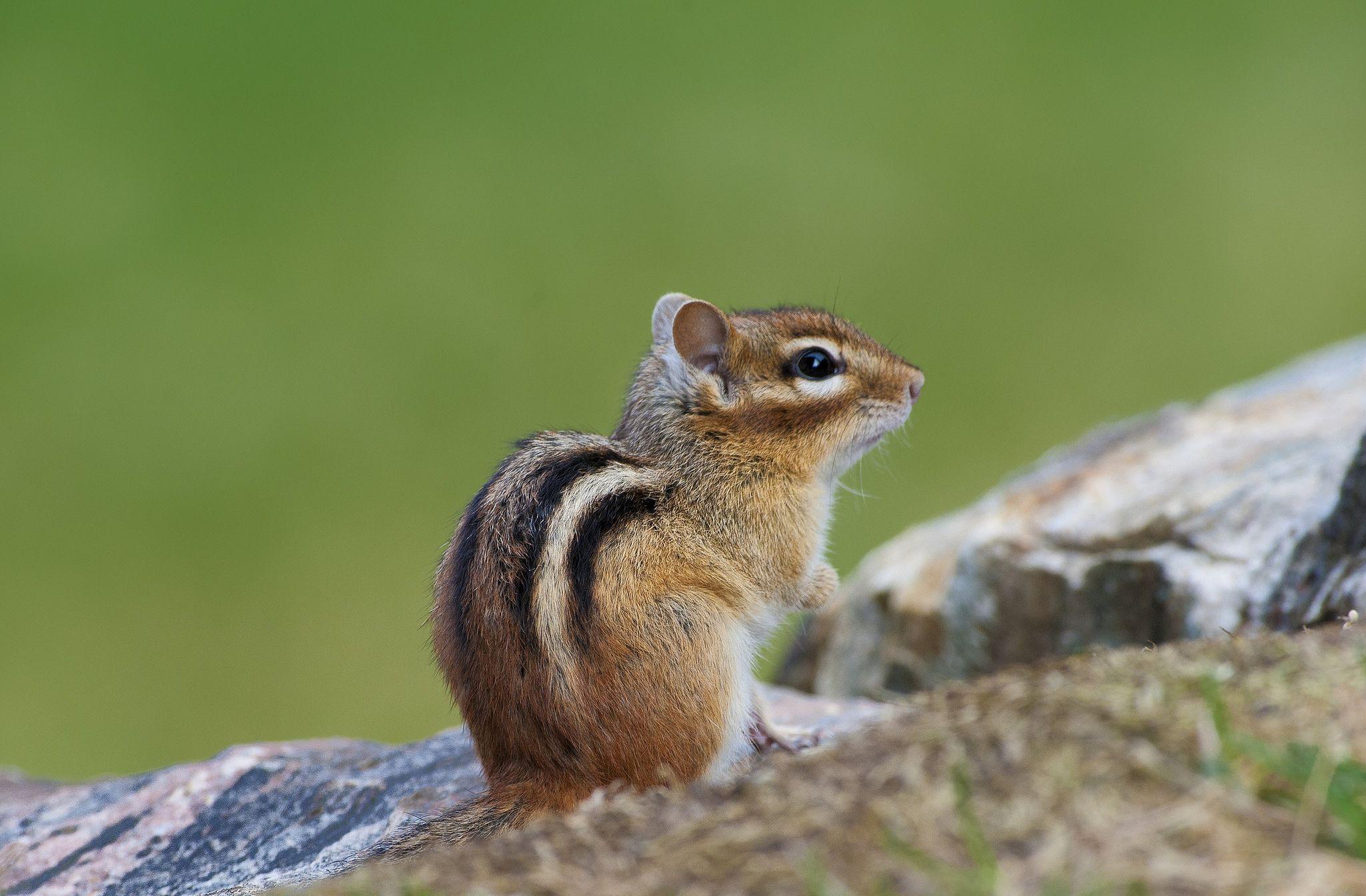 2048x1344 Chipmunk HD Wallpaper