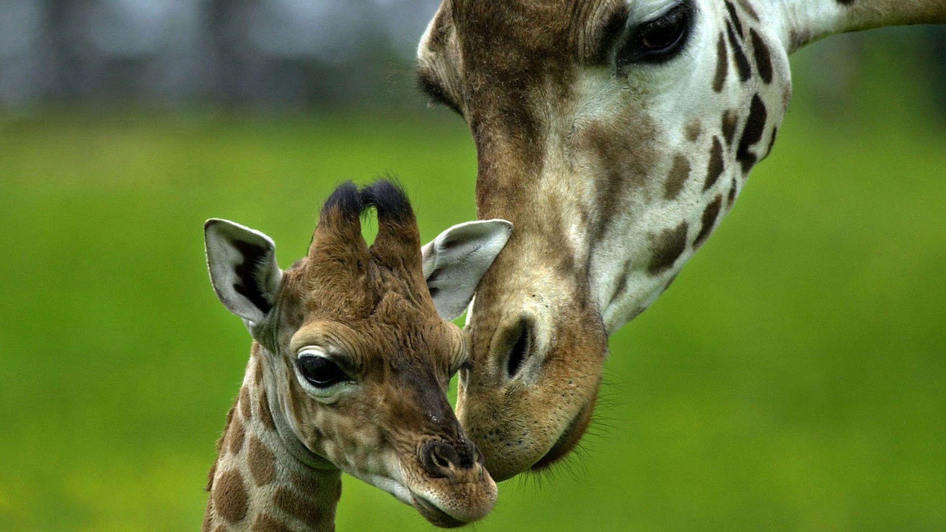 1920x1080 Adorable Baby Giraffe Photo wallpaperx1080