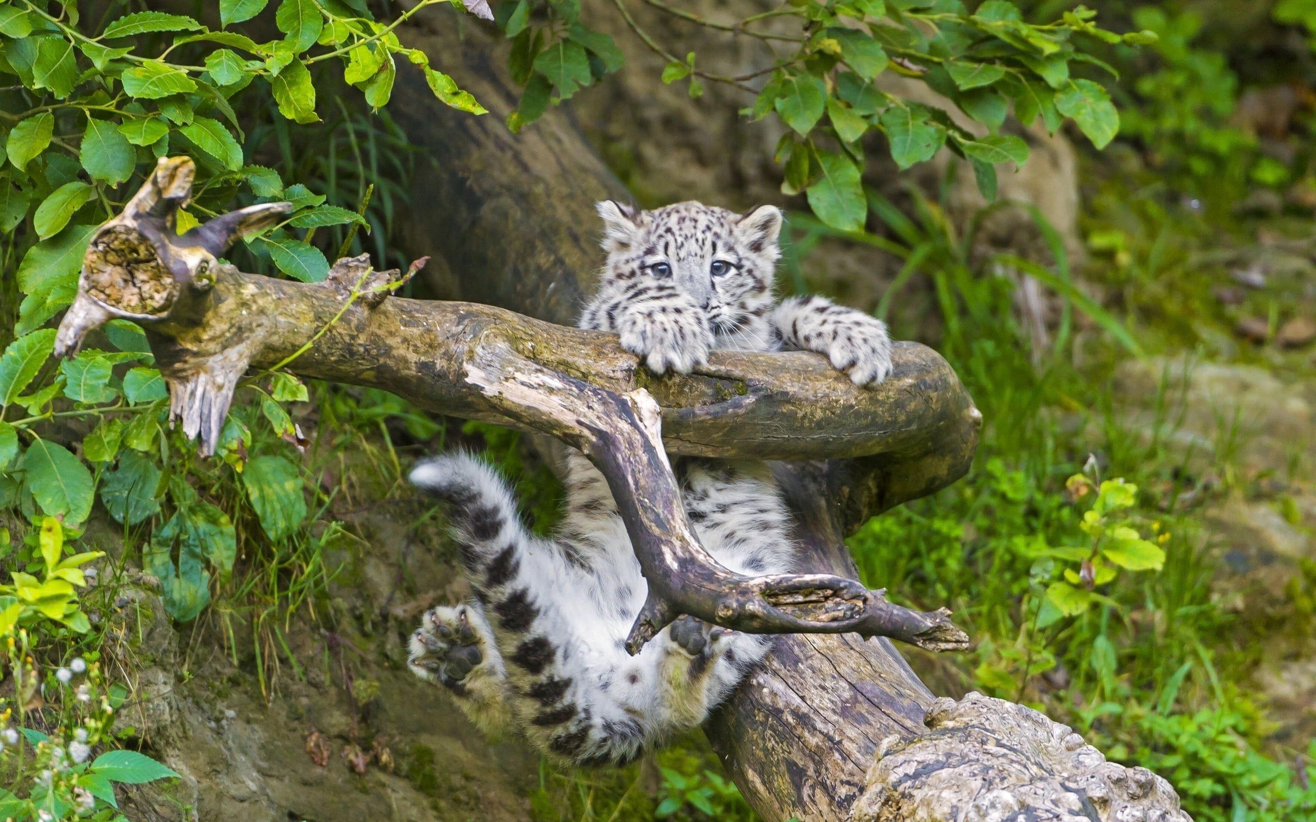 baby jaguar wallpaper