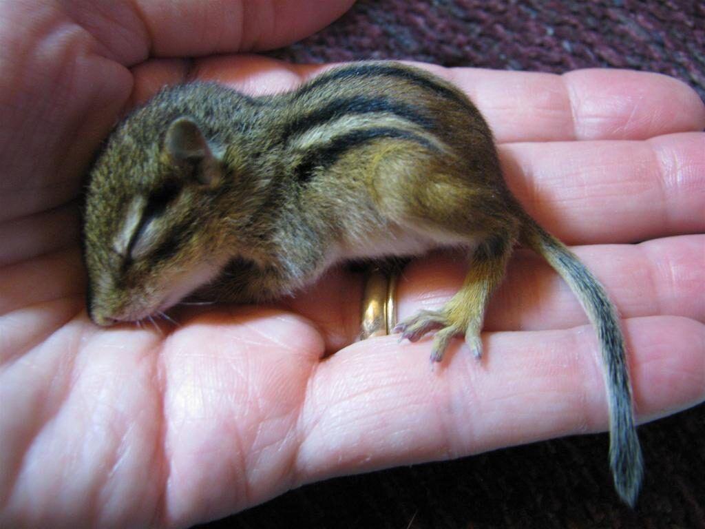 1024x768 What To Feed A Baby Chipmunk