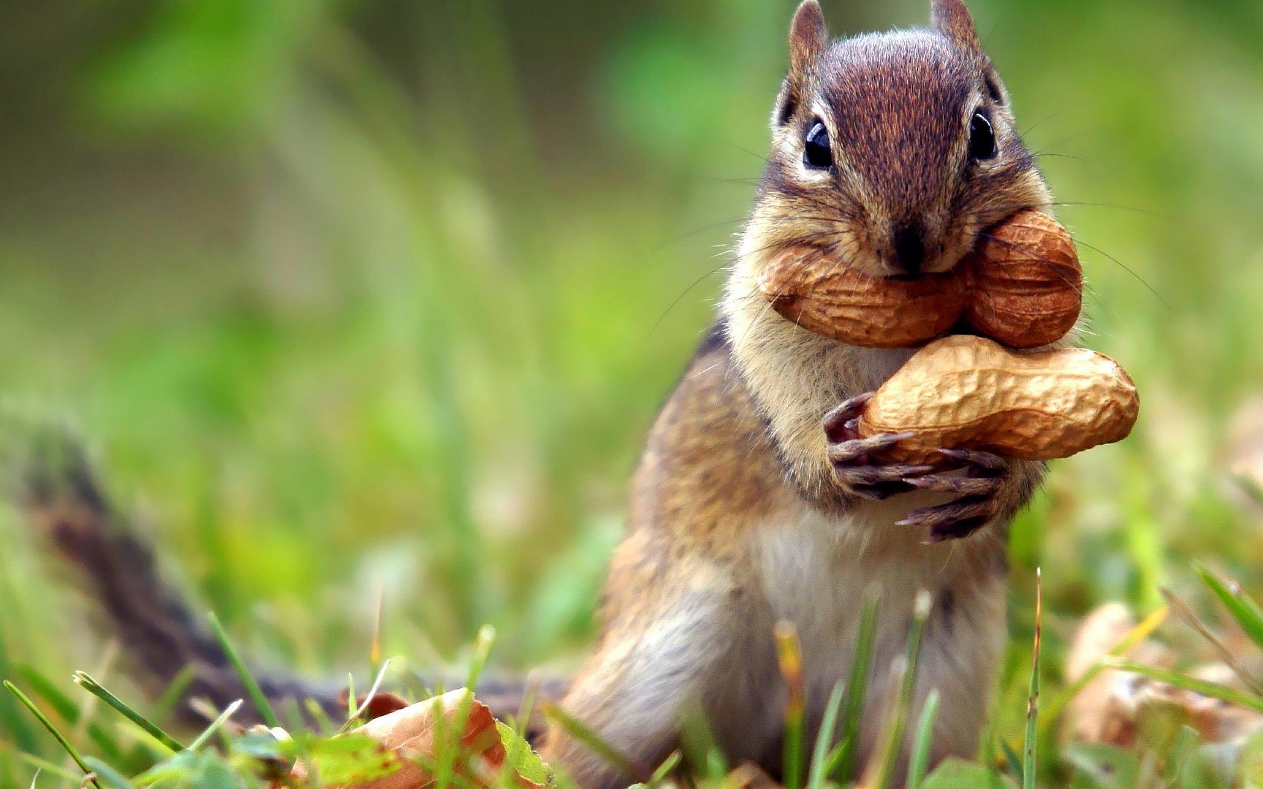 2560x1600 Chipmunk Peanuts wallpaperx1600