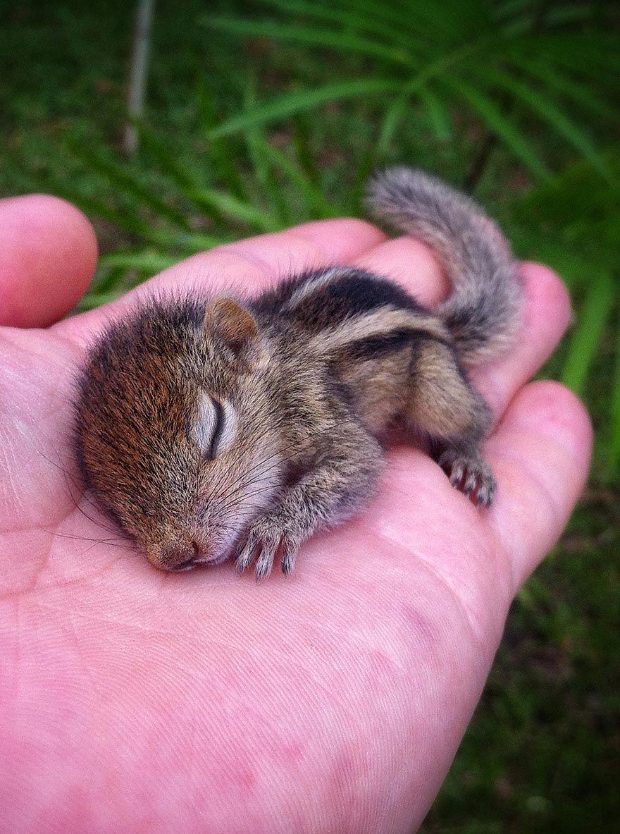 880x1183 What Do Squirrels Like to Eat?. Wallpaper. Cute baby