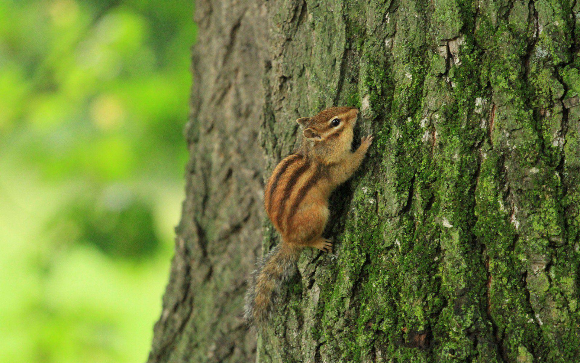 1920x1200 Chipmunk HD Wallpaper and Background Image