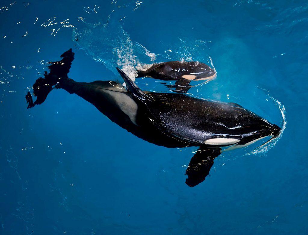 Baby Orca Wallpapers - Top Free Baby Orca Backgrounds - WallpaperAccess