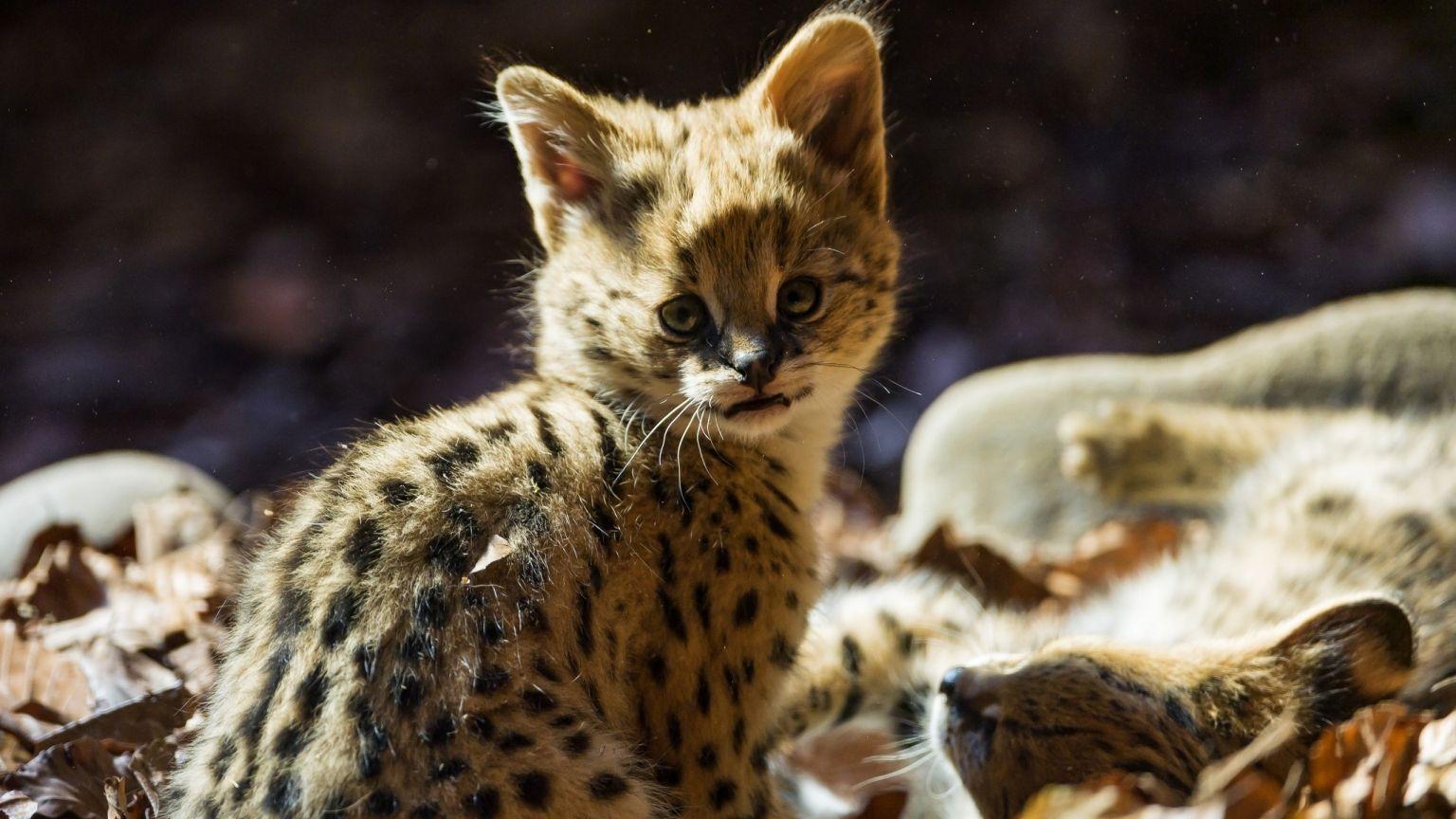 1536x864 Baby Jaguar HD Wallpaper