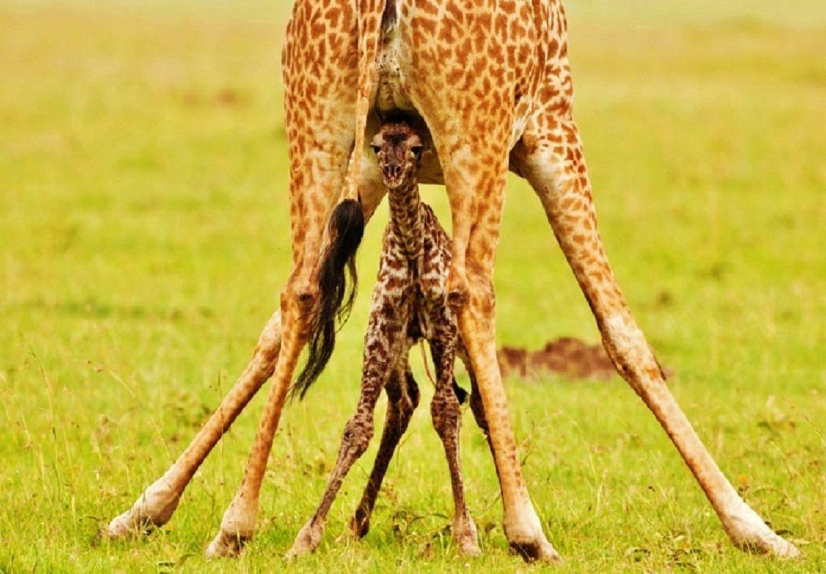 1200x834 Baby Giraffe Wallpaper