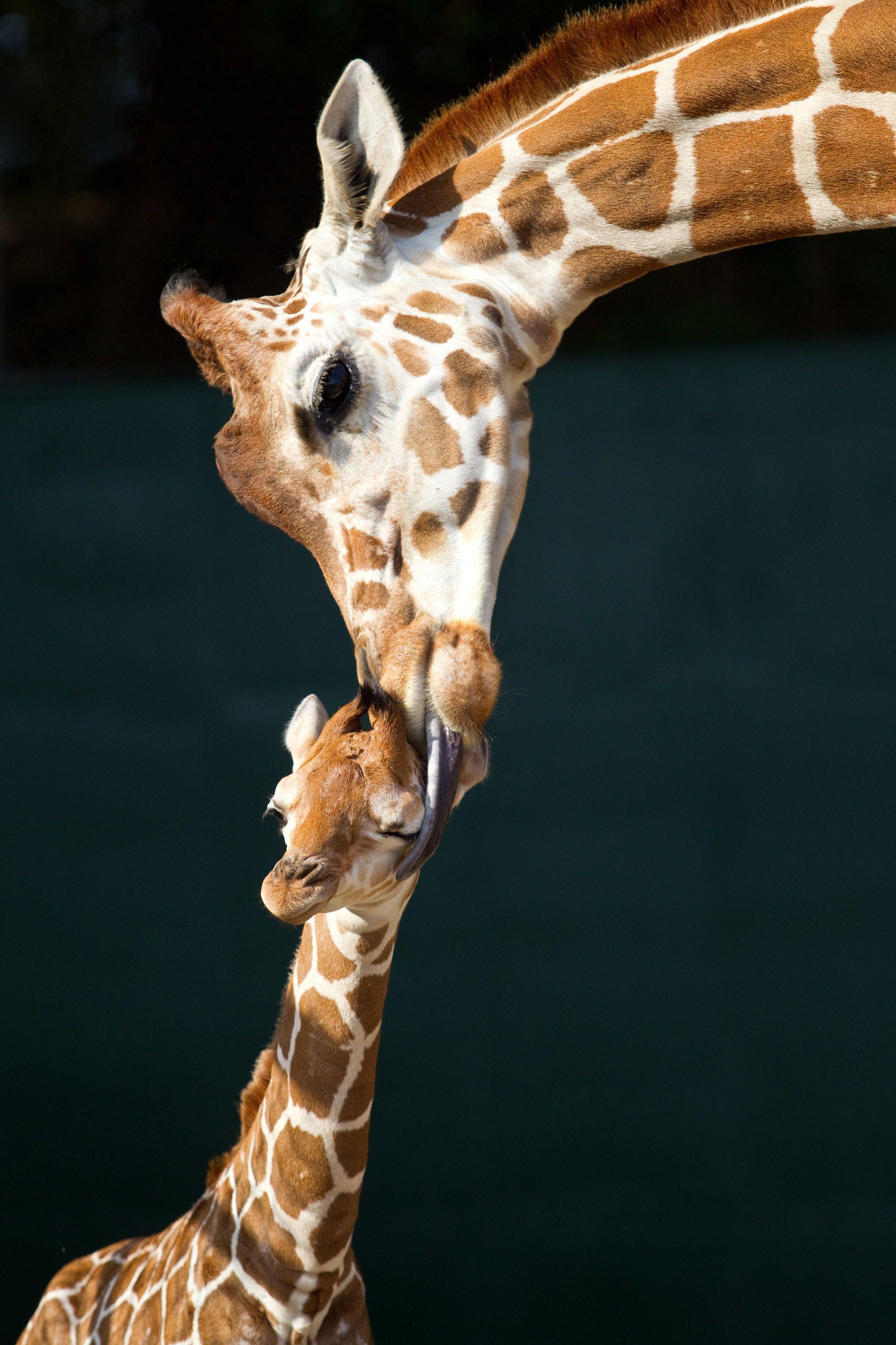 2000x3000 Cute Giraffe Wallpaper