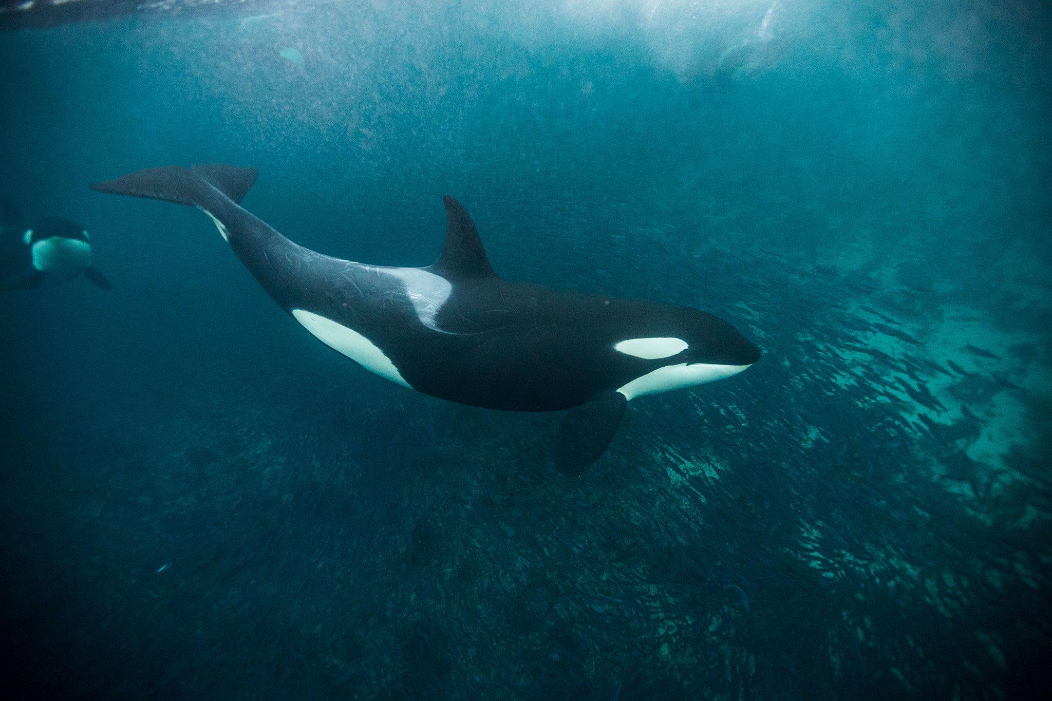 Baby Orca Wallpapers - Top Free Baby Orca Backgrounds - WallpaperAccess