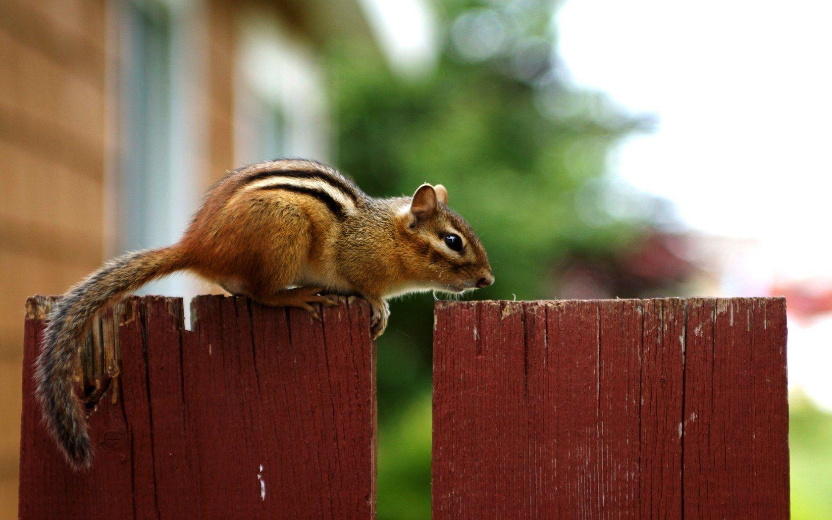 1680x1050 lovely chipmunks photo / chipmunk wallpaper 1680x1050 NO.3