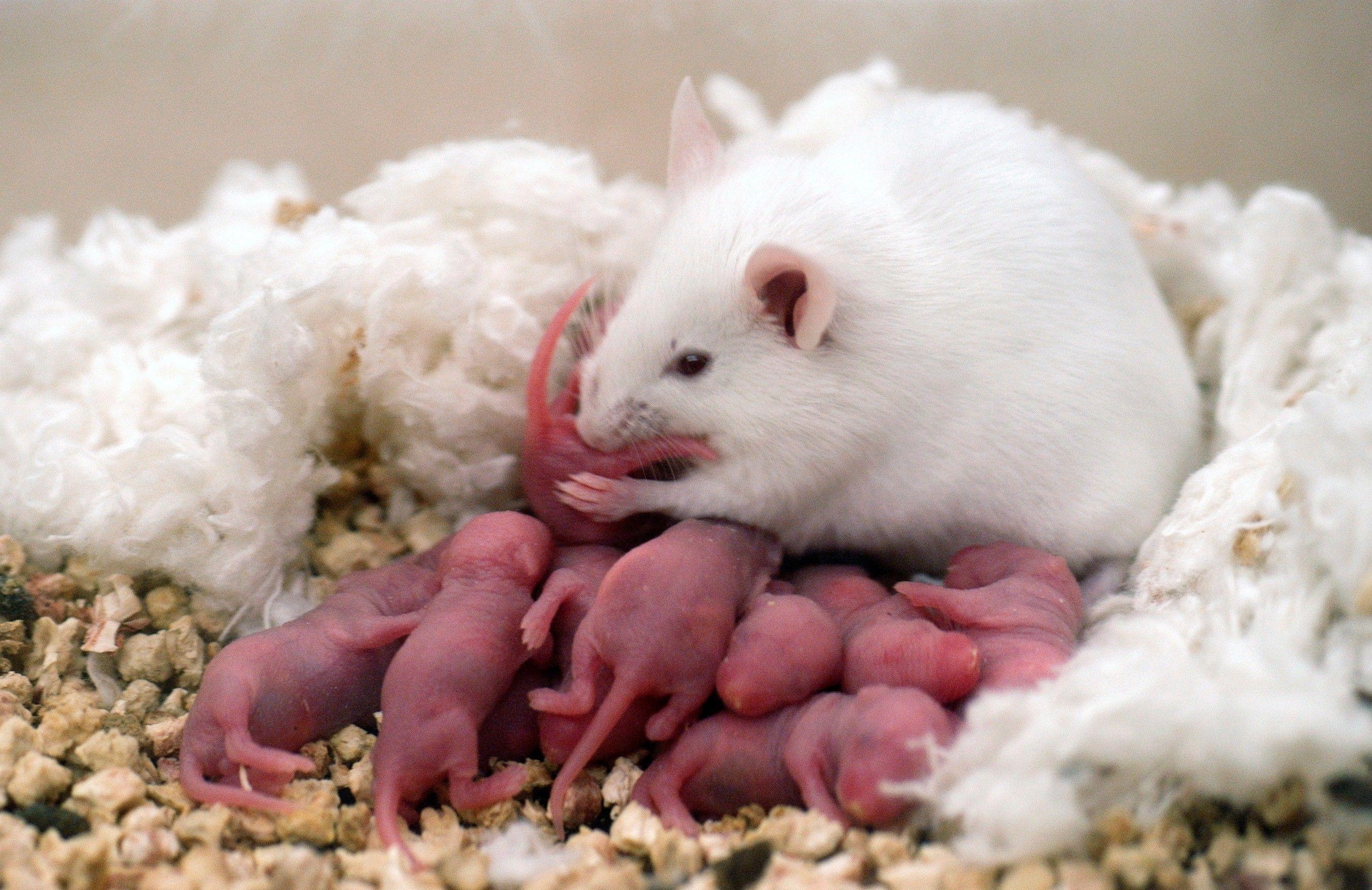 Rat Wallpapers Top Free Rat Backgrounds WallpaperAccess