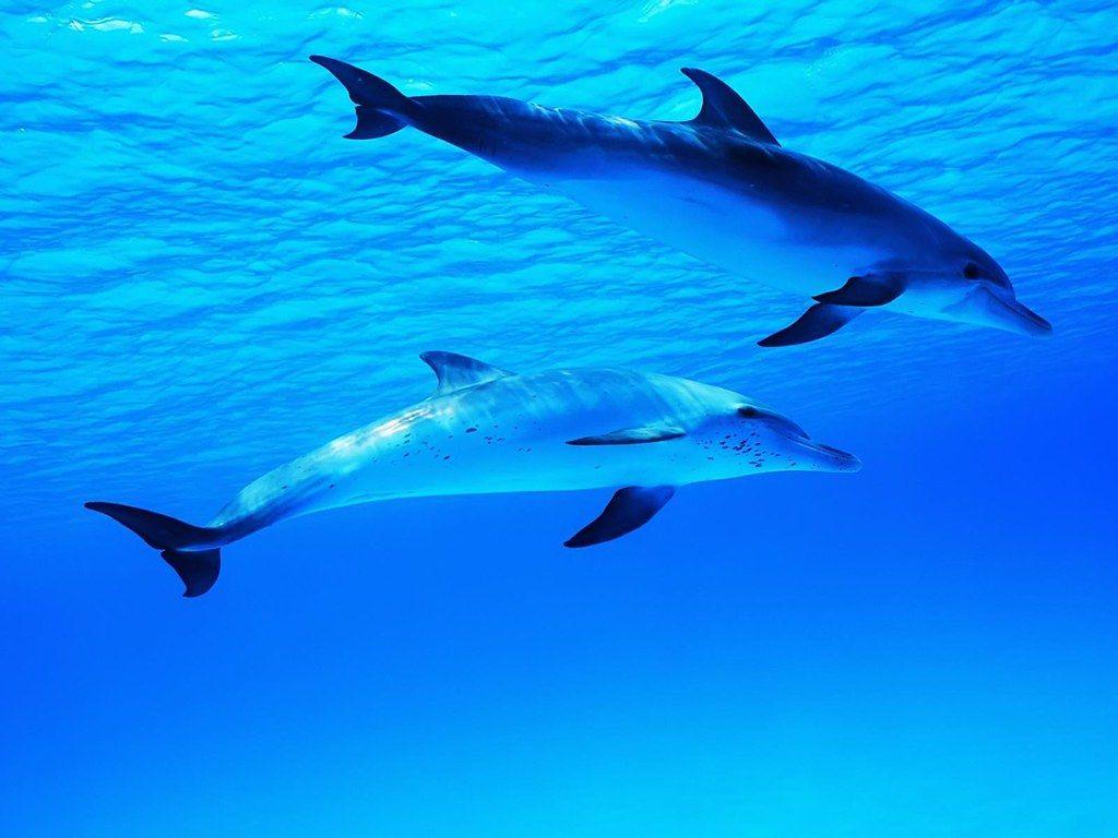Dolphin HD Wallpapers - Top Free Dolphin HD Backgrounds - WallpaperAccess