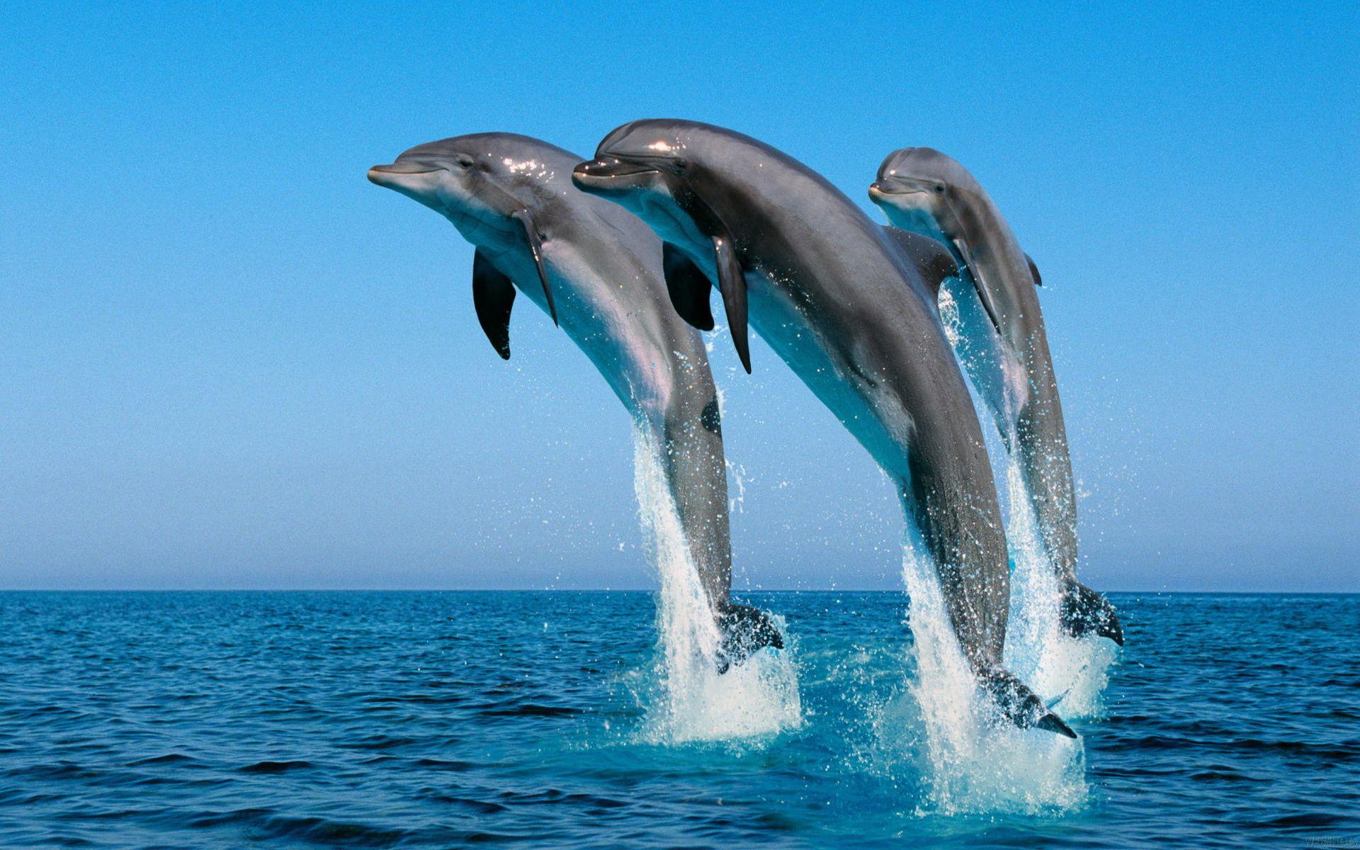 1920x1200 Dolphin Wallpaper HD Picture