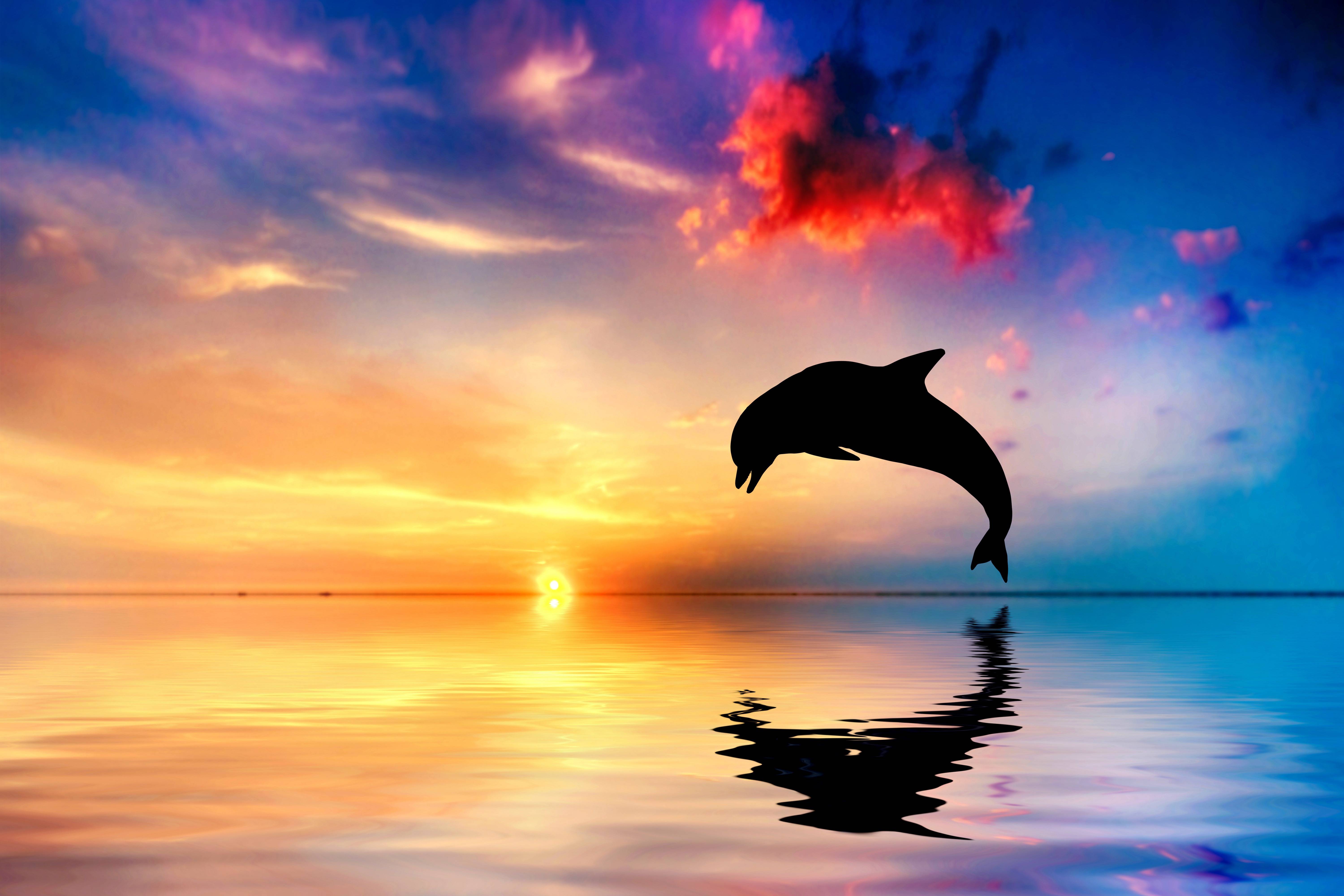 3D Dolphin Wallpapers - Top Free 3D Dolphin Backgrounds - WallpaperAccess