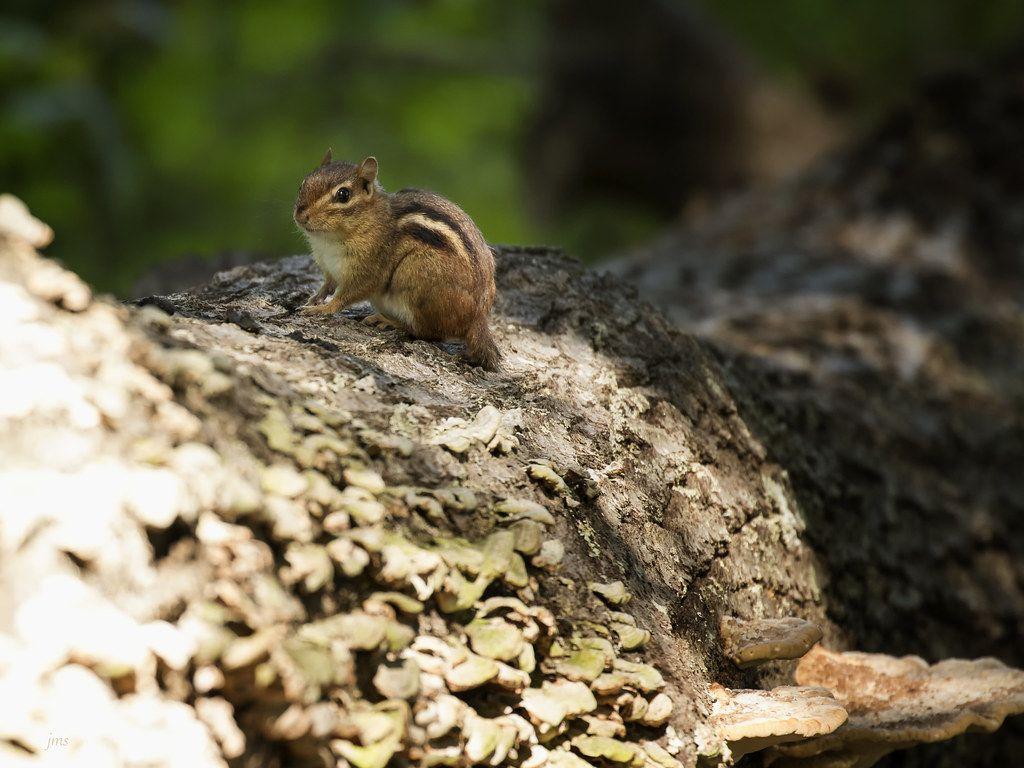 1024x768 Baby Chipmunk
