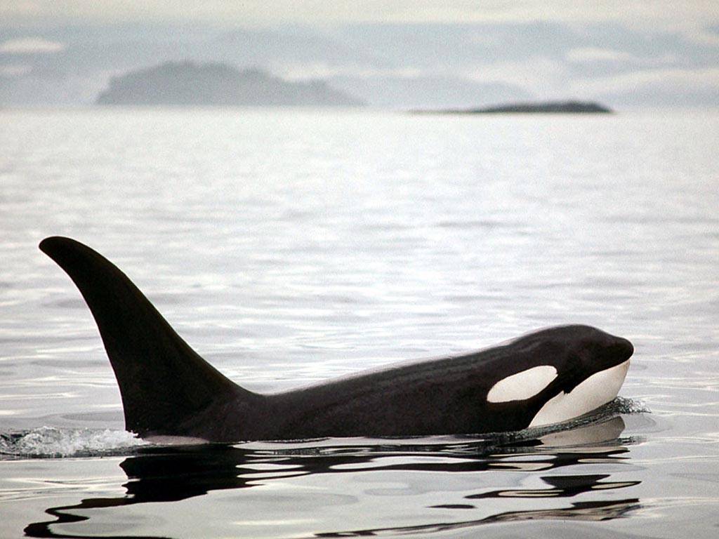 Baby Orca Wallpapers Top Free Baby Orca Backgrounds Wallpaperaccess