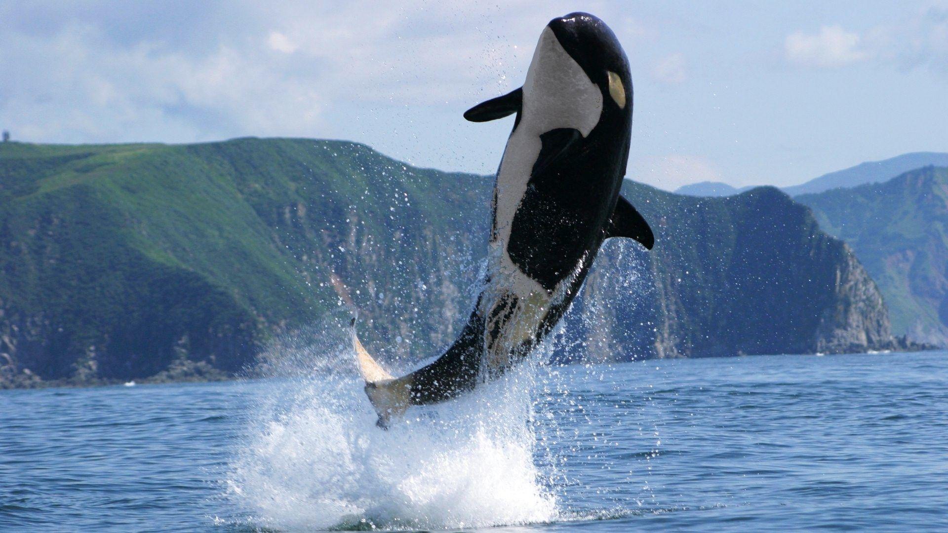 1920x1080 Whale Wallpaper