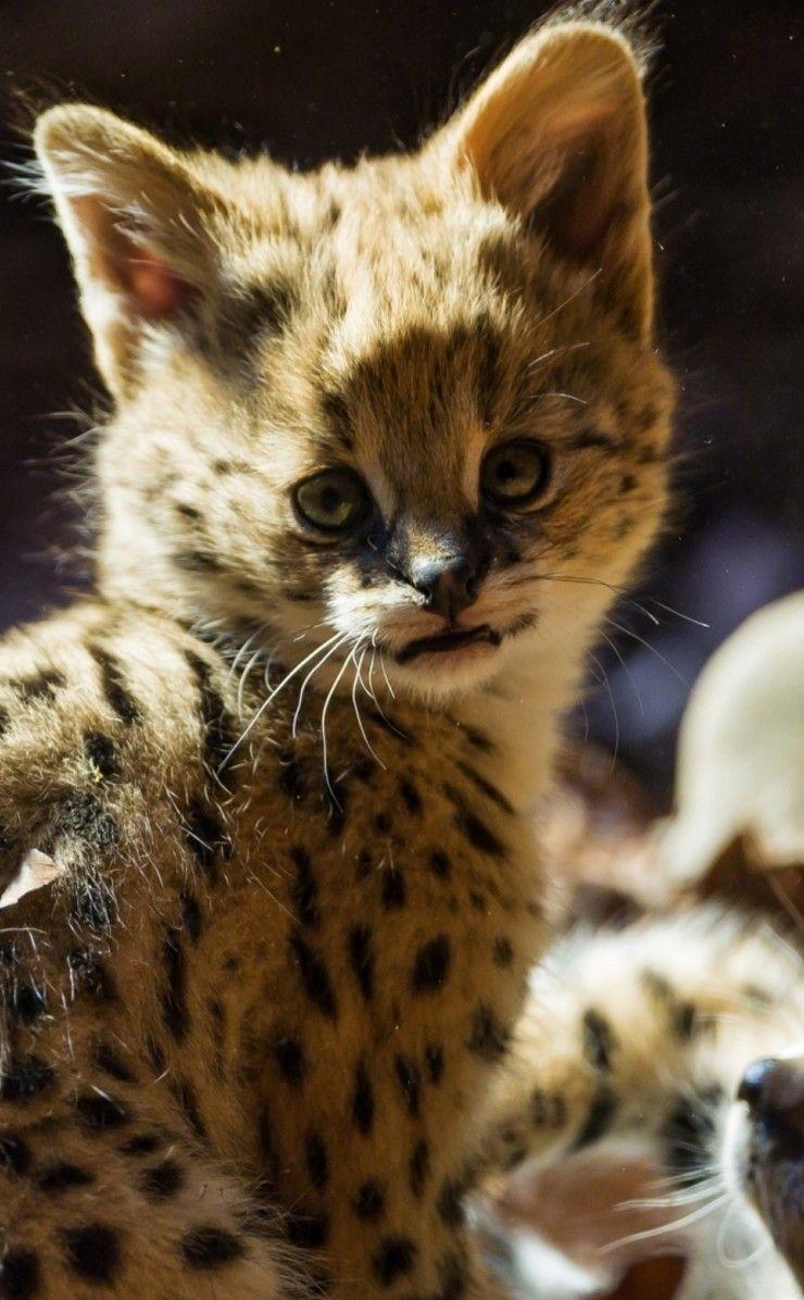 740x1196 A cute baby jaguar