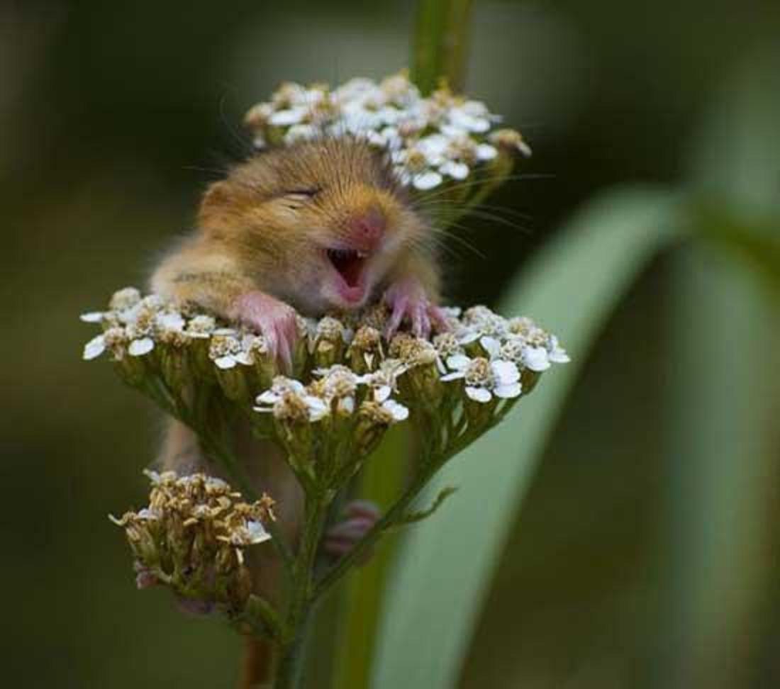 1100x972 Most Funniest Chipmunk Picture And Photo