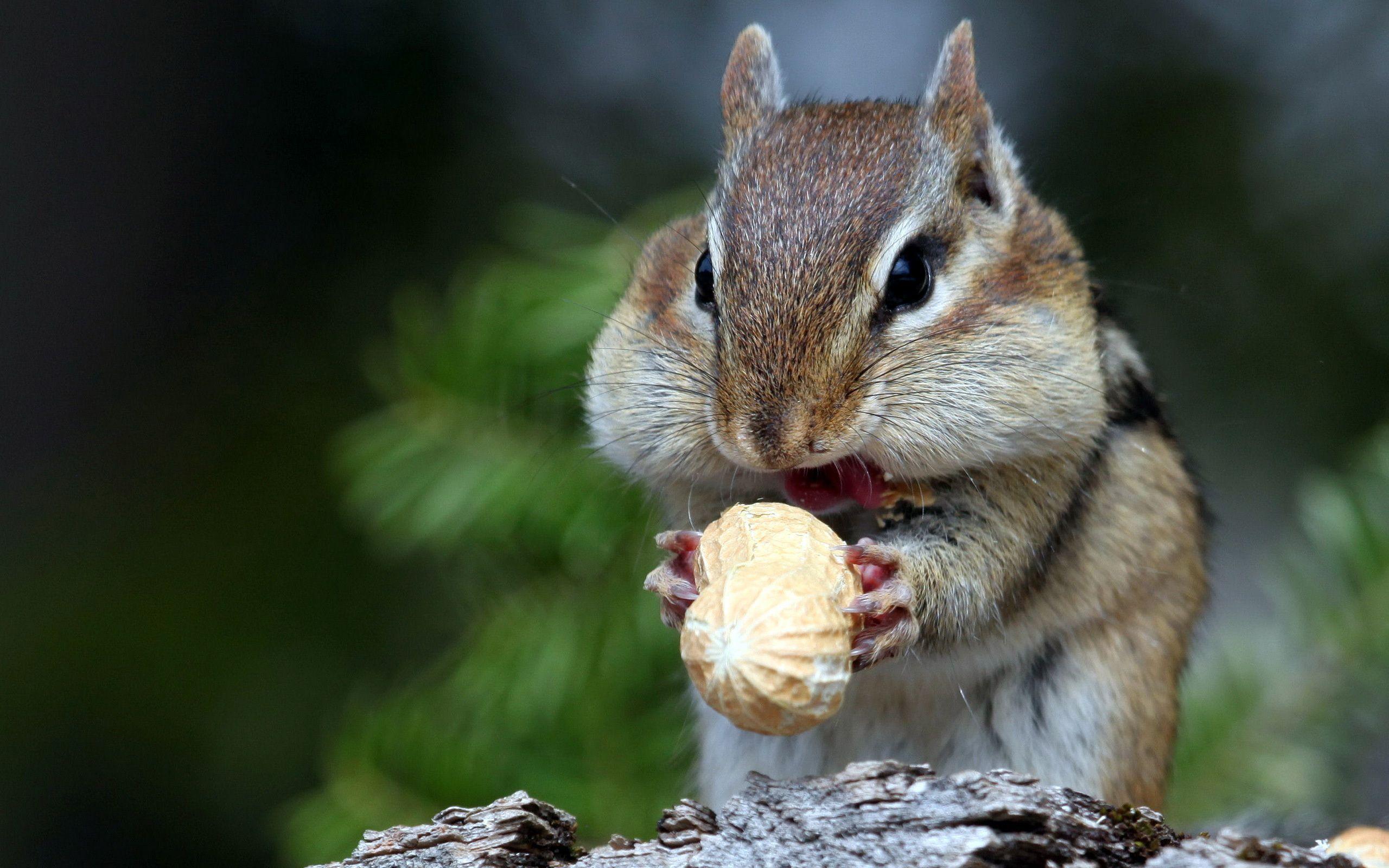 2560x1600 Chipmunk Wallpaper Background