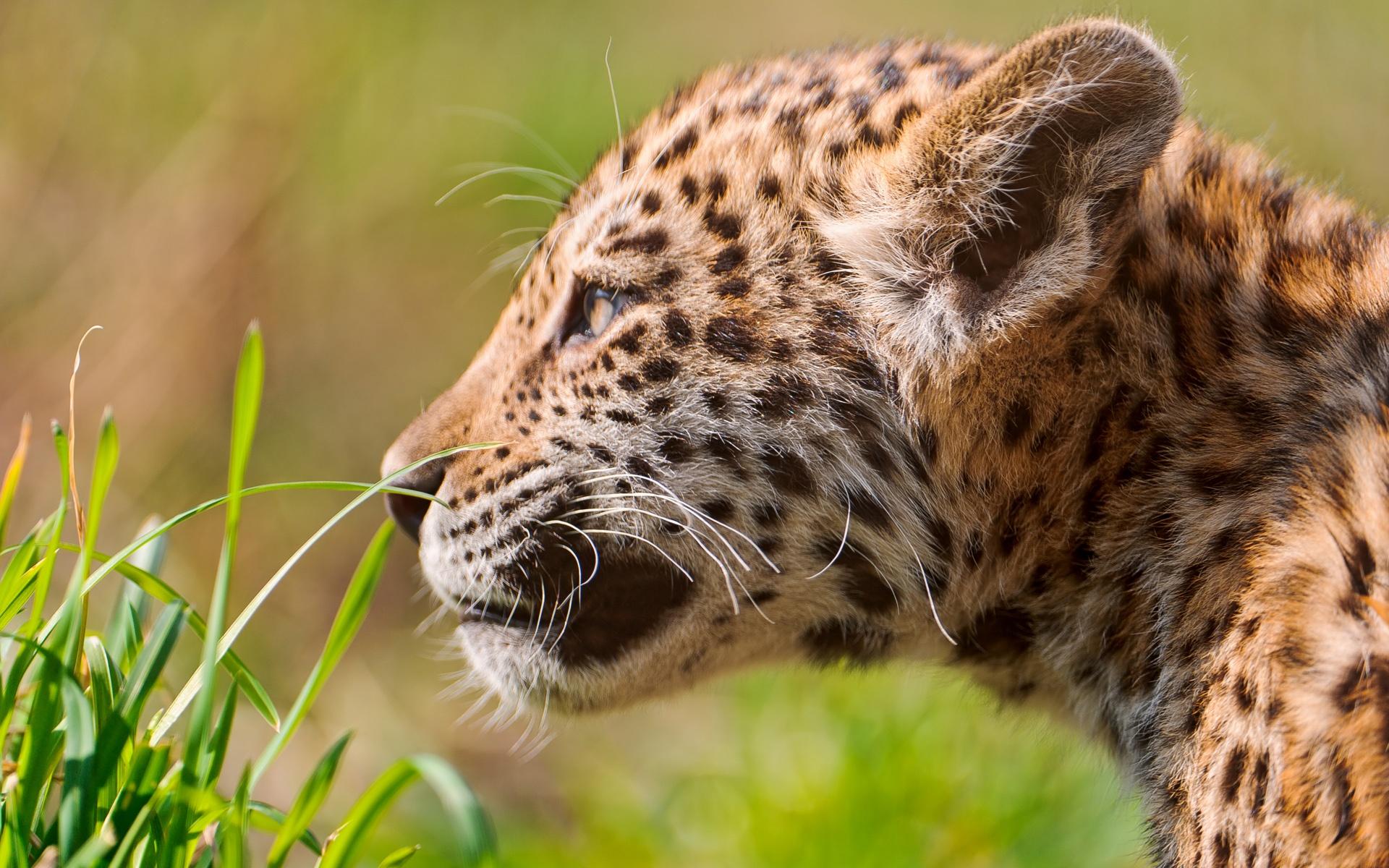 1920x1200 Pin Baby Jaguar 1600 X 1200 Animal Wallpaper Desktop On