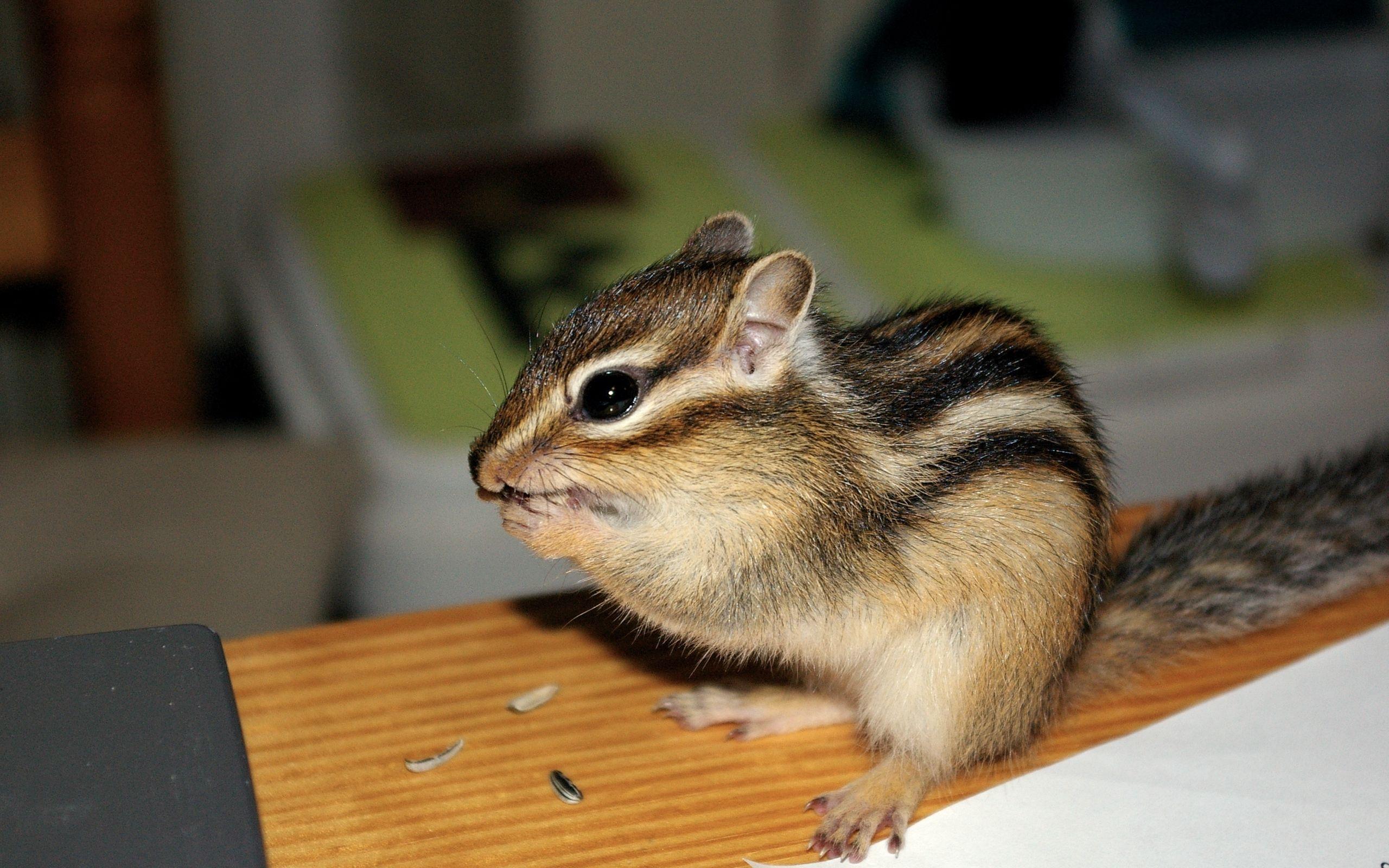 2560x1600 Download wallpaper 2560x1600 squirrel, baby, striped, sit