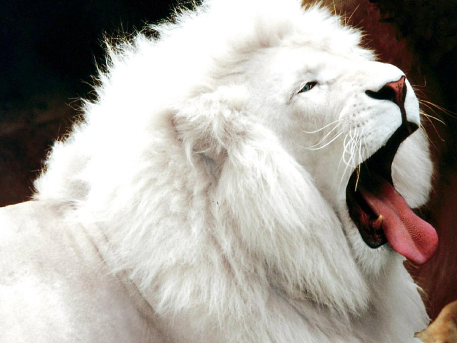 1600x1200 Picture of baby lion wallpaper. Rare albino animals, Albino animals, Albino lion