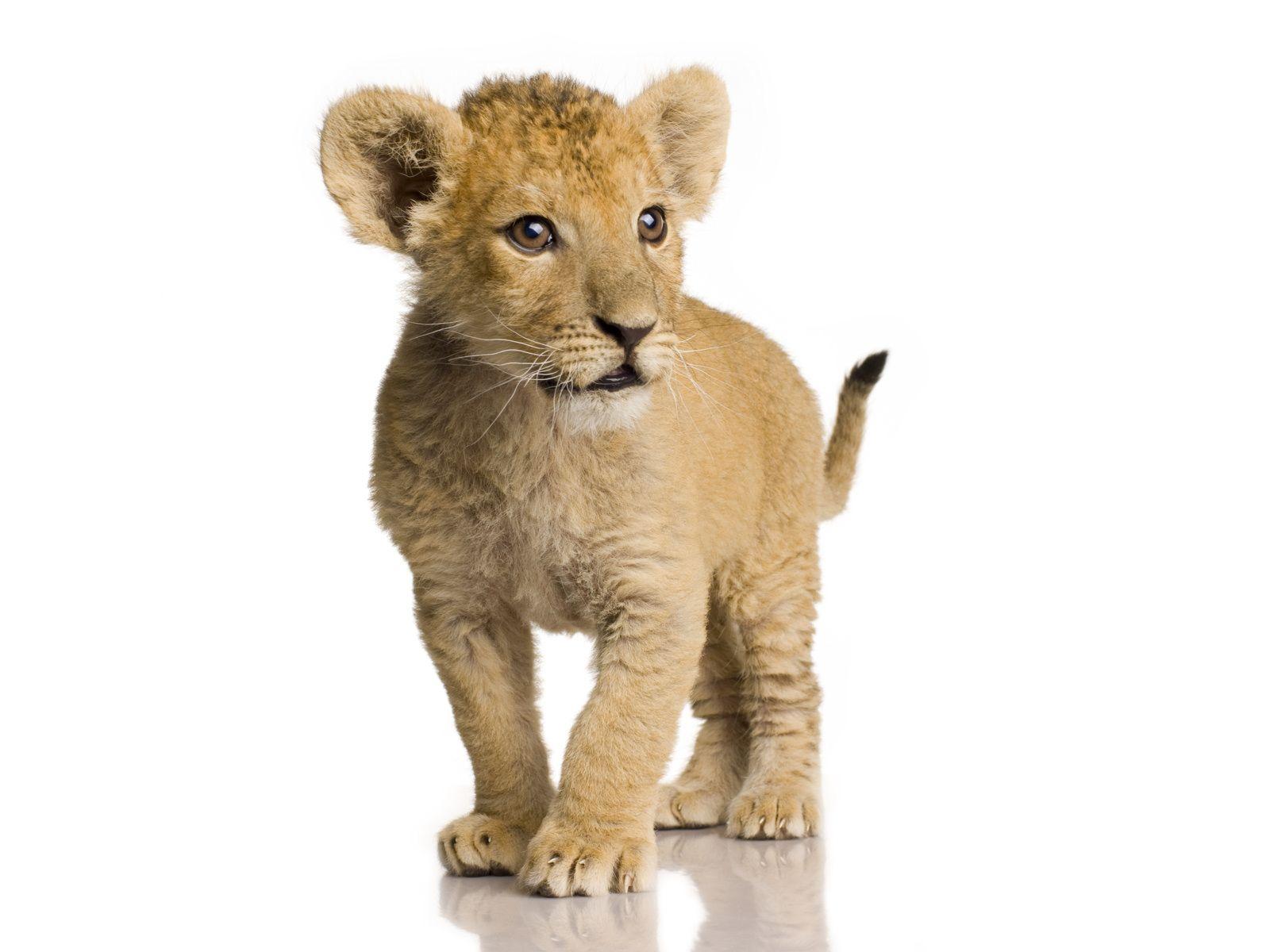 Baby Lion Wallpapers Top Free Baby Lion Backgrounds Wallpaperaccess