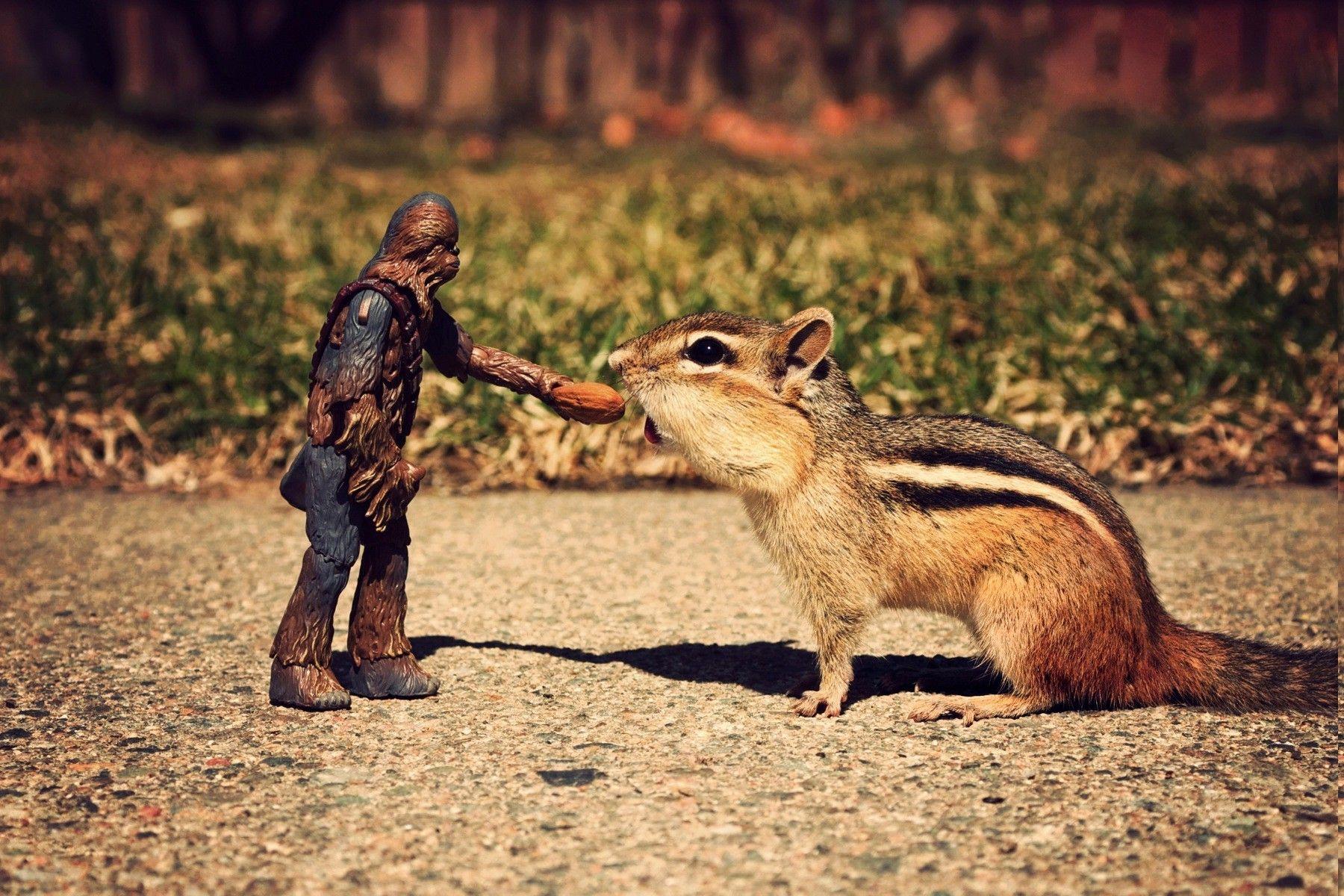1800x1200 star wars chipmunks chewbacca wallpaper