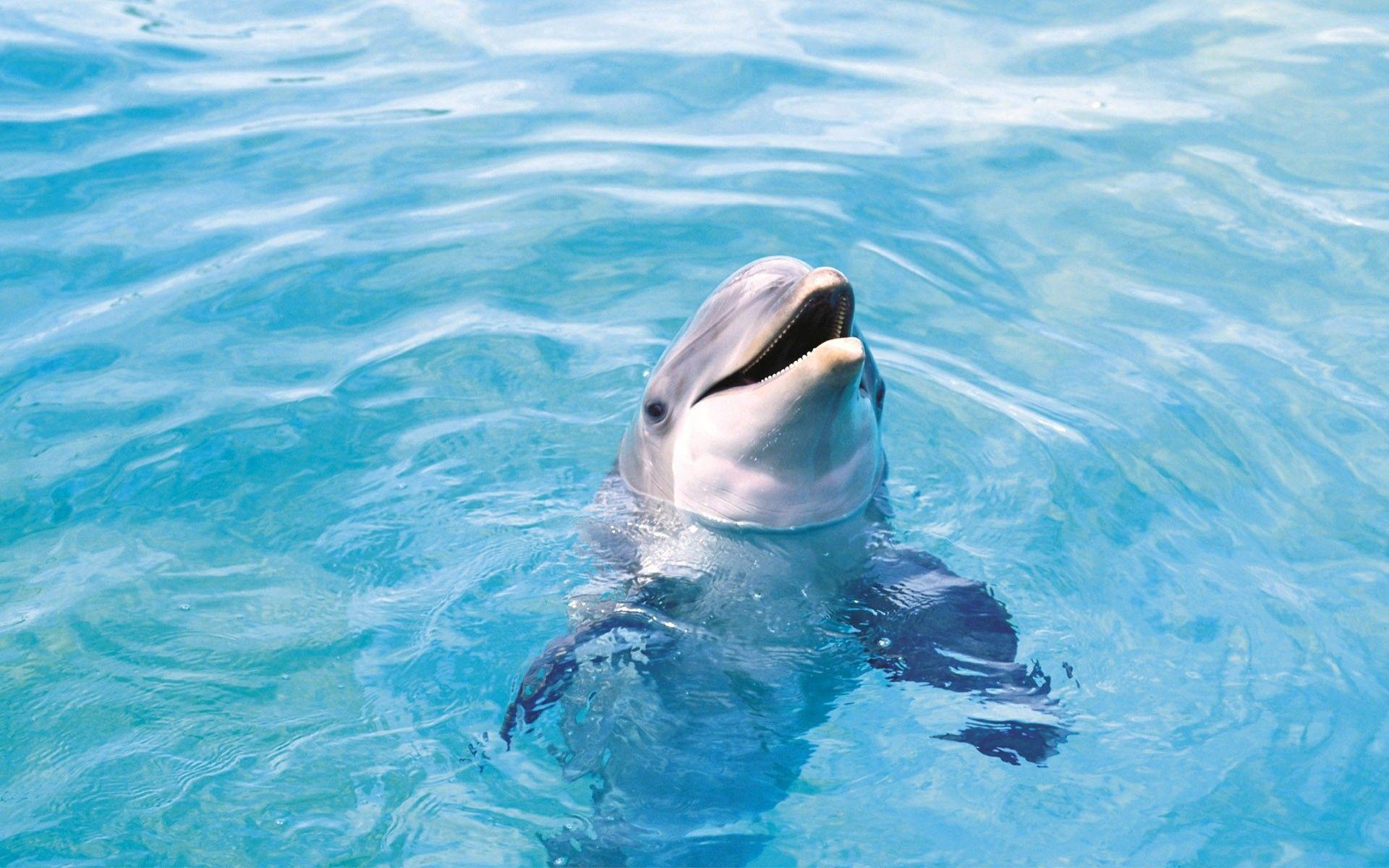 1920x1200 Dolphin Wallpaper