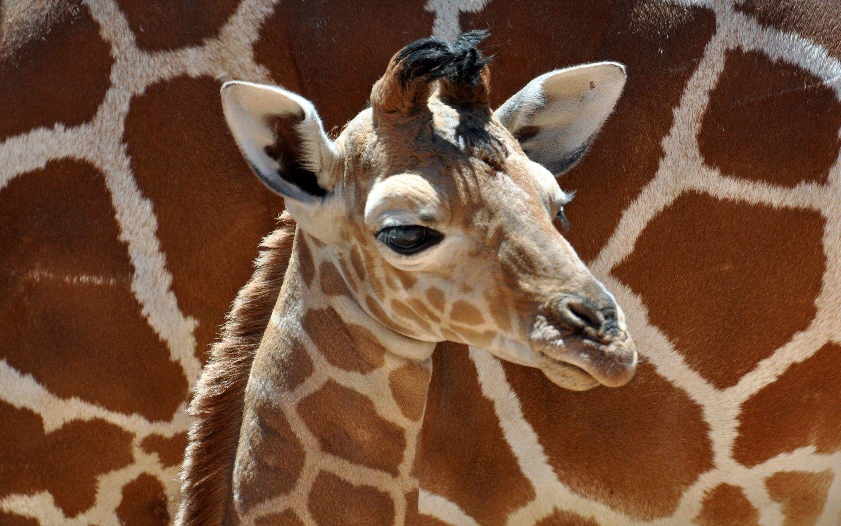 1680x1050 Little Giraffe Baby wallpaper