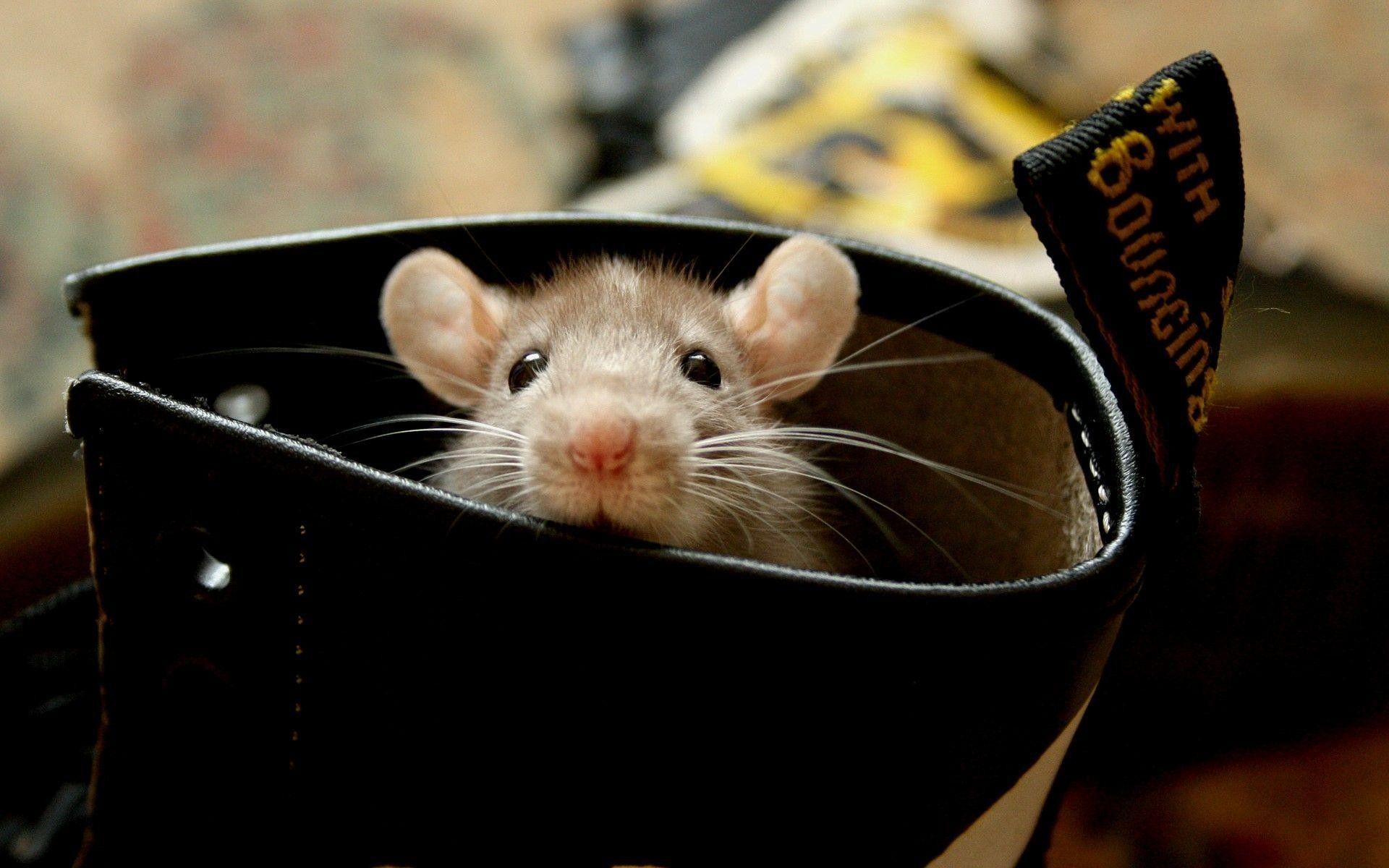 1920x1200 Rat Wallpaper