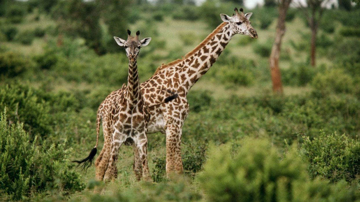 Baby Giraffe Wallpapers - Top Free Baby Giraffe Backgrounds ...