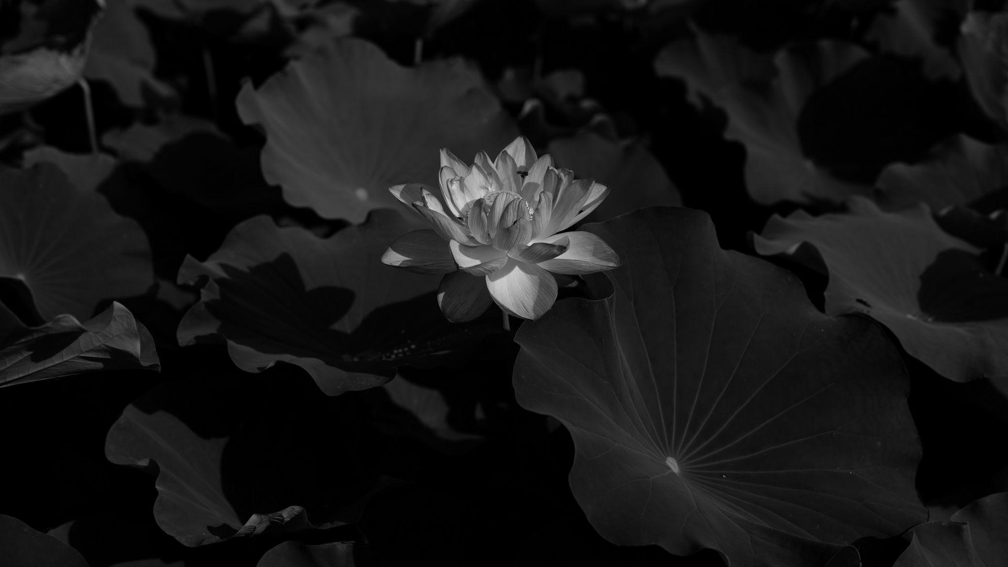 Black Lotus Wallpapers Top Free Black Lotus Backgrounds Wallpaperaccess 