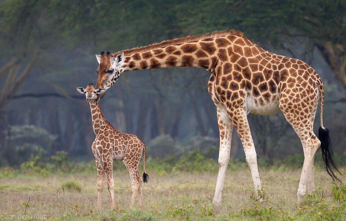 Baby Giraffe Wallpapers Top Free Baby Giraffe Backgrounds