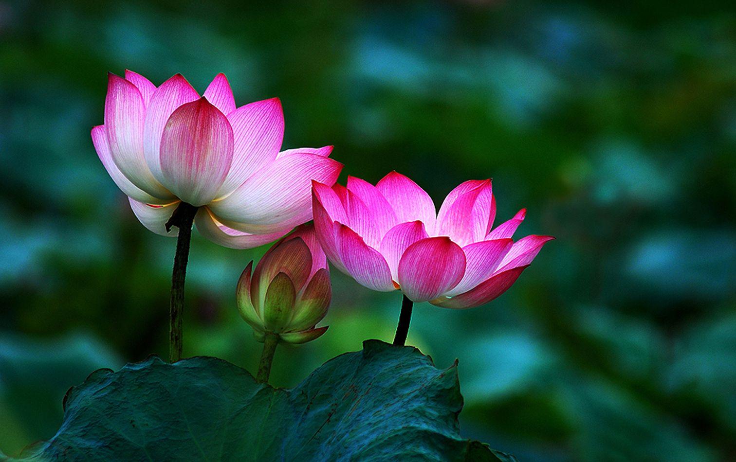 Black Lotus Wallpapers - Top Free Black Lotus Backgrounds - WallpaperAccess