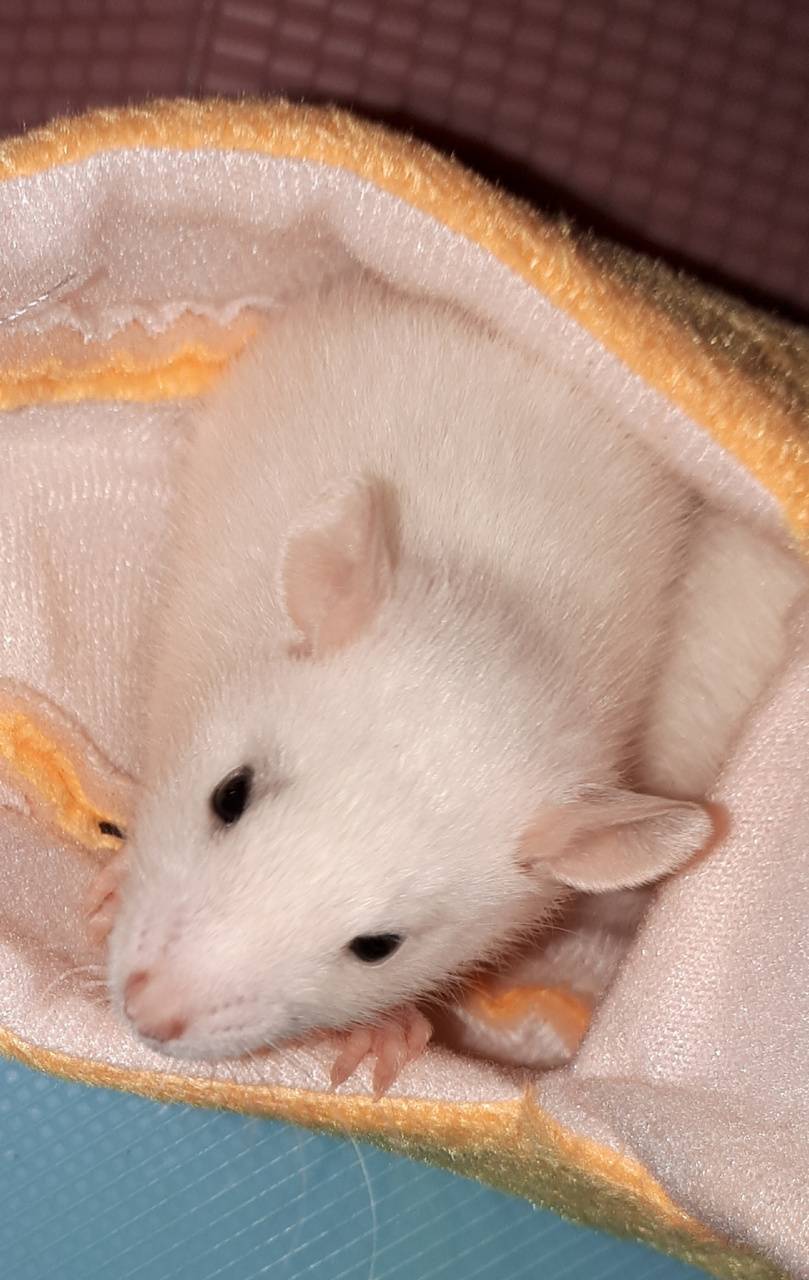 809x1280 Baby rat in banana Wallpaper